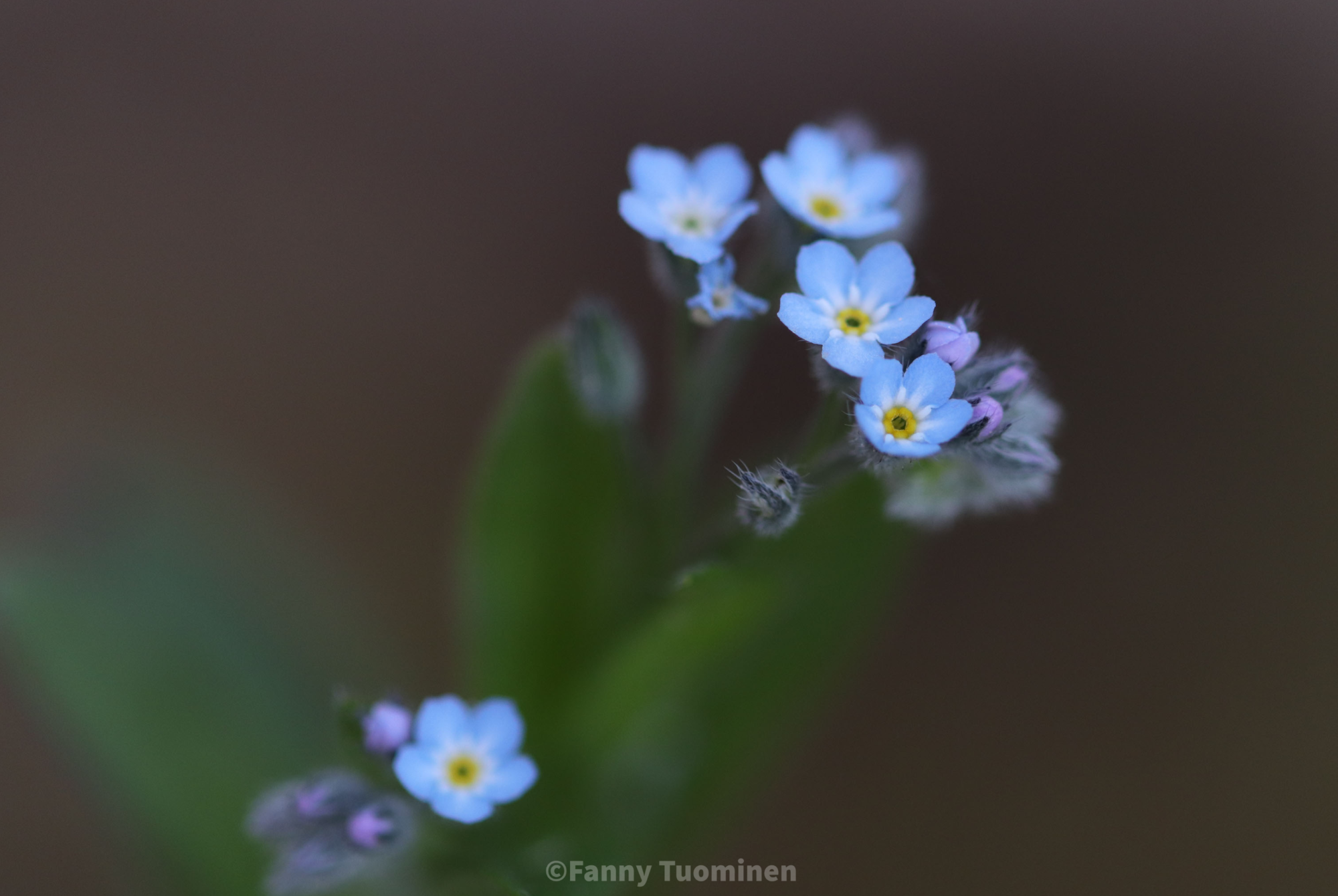Valokuvaaja: Fanny Tuominen