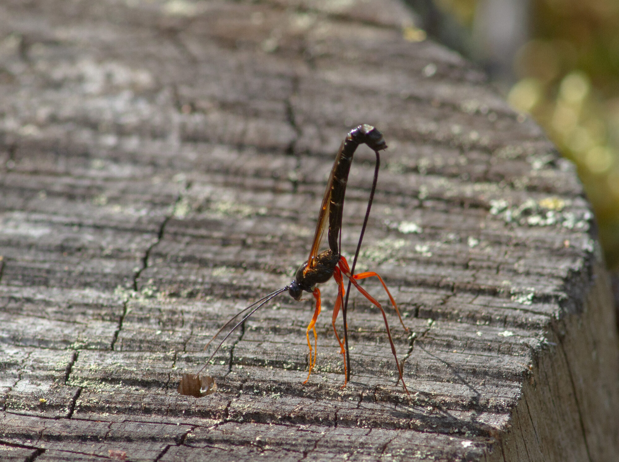 Valokuvaaja: Sanna Honkala