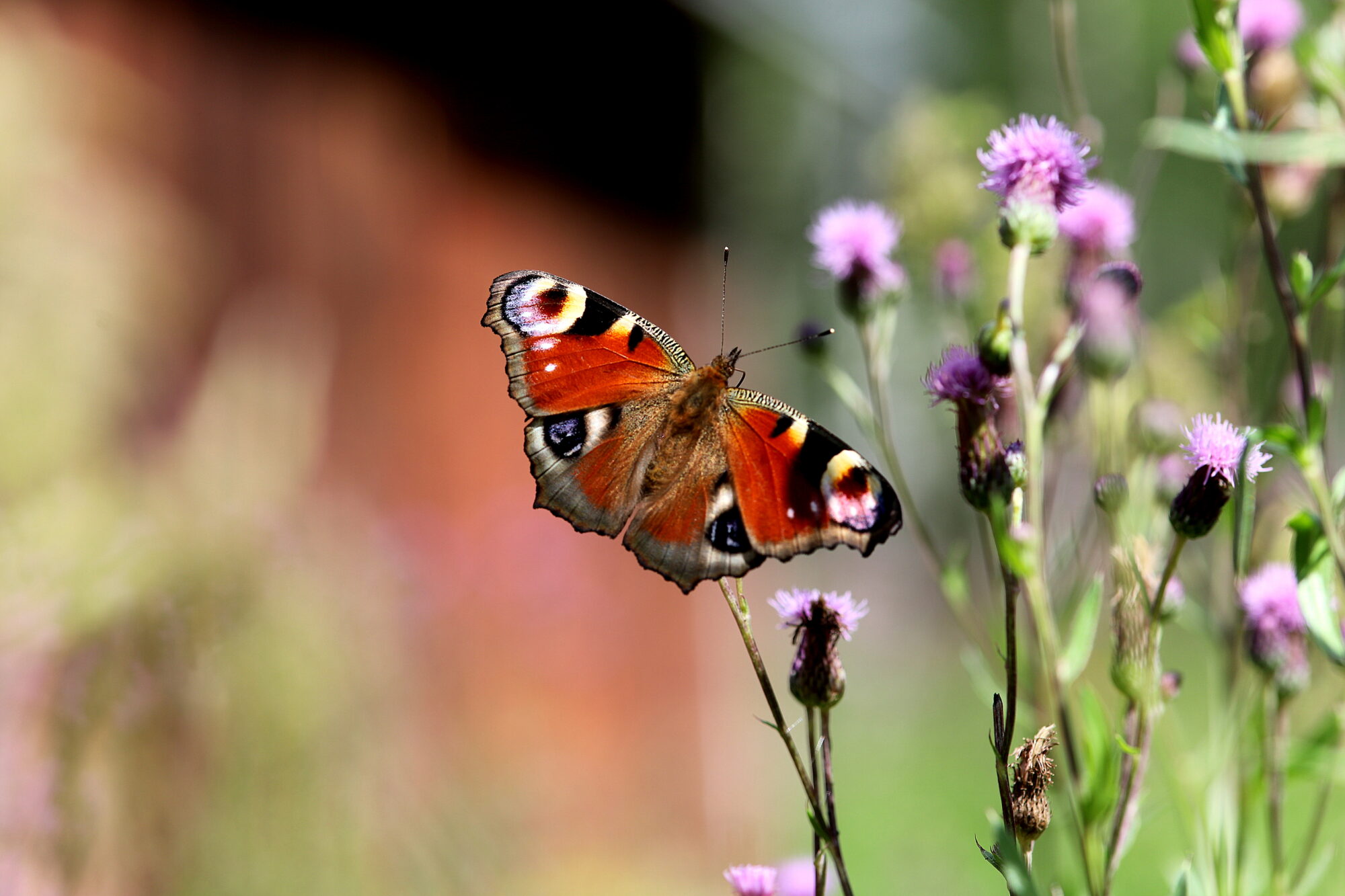 Valokuvaaja: sirpa jyske