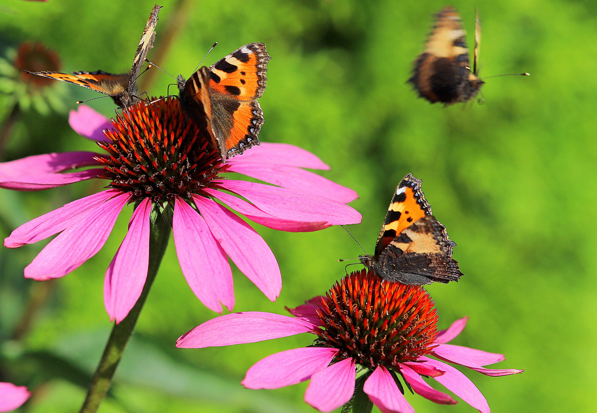 Valokuvaaja: sirpa jyske