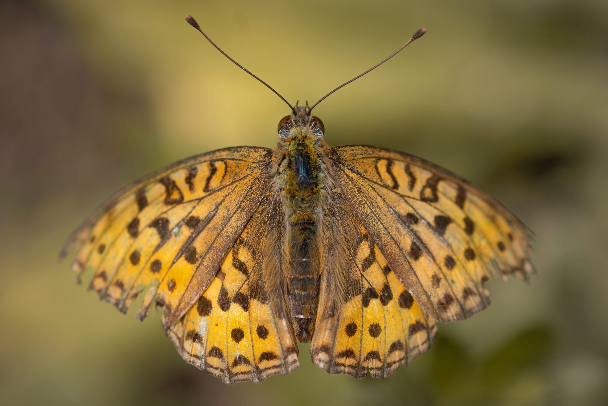 Valokuvaaja: Risto Lavi