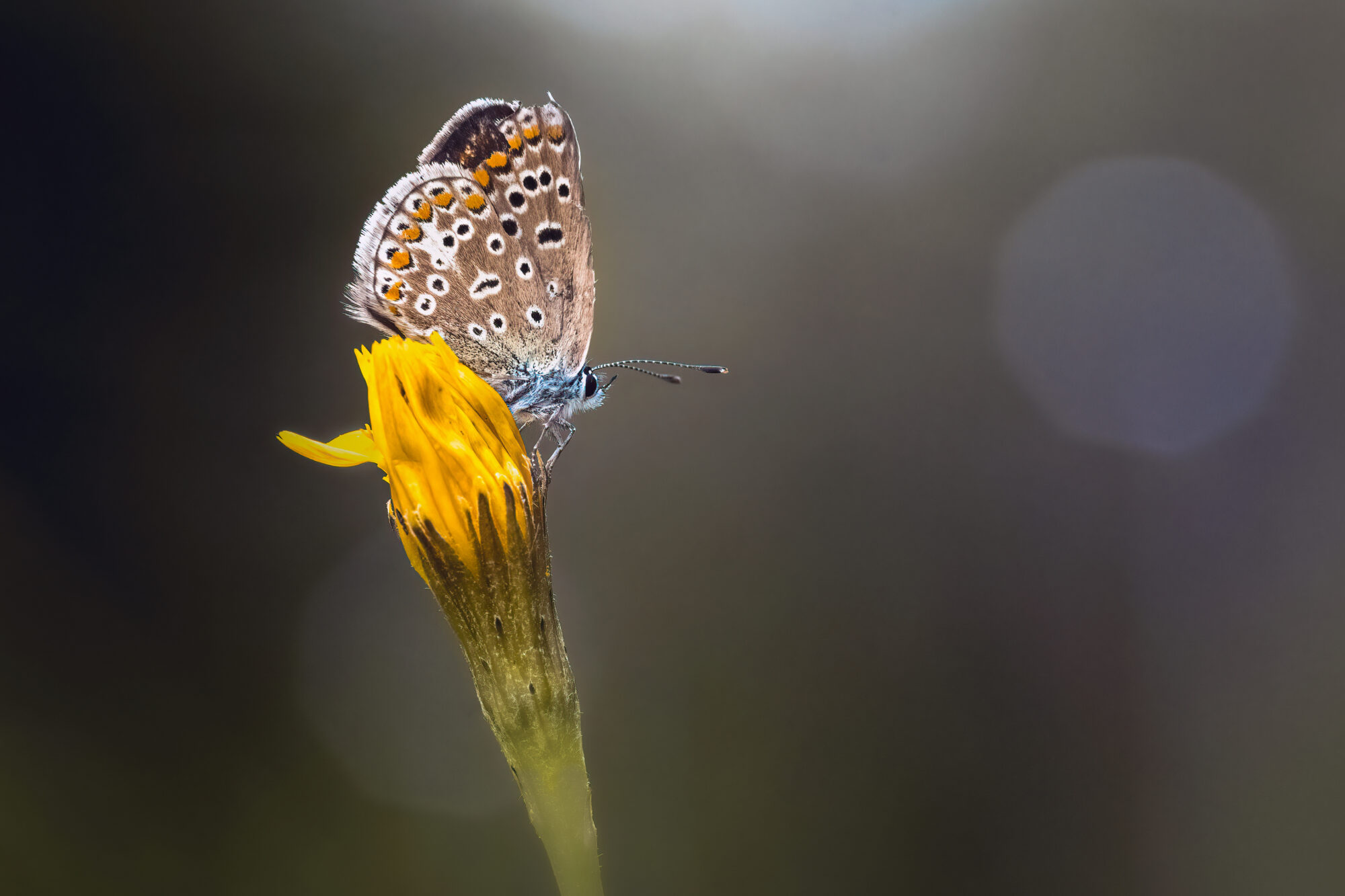 Valokuvaaja: Risto Lavi