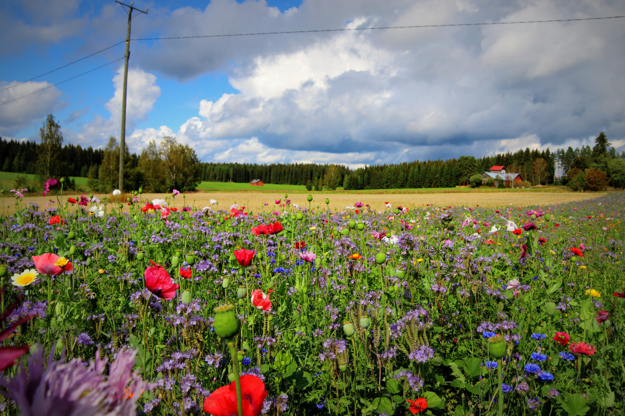 Valokuvaaja: sirpa jyske