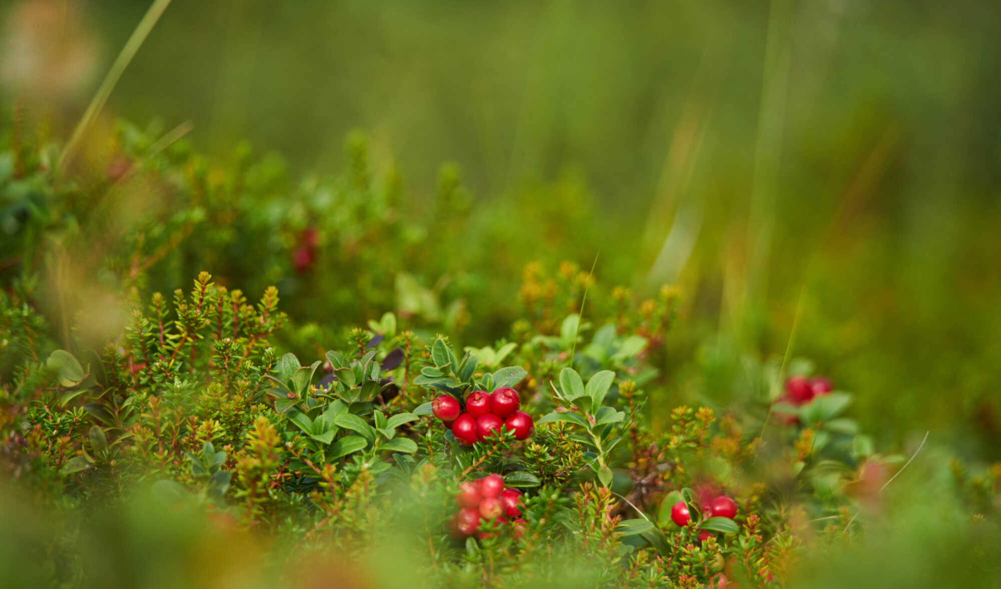 Valokuvaaja: Tarja Kouvo