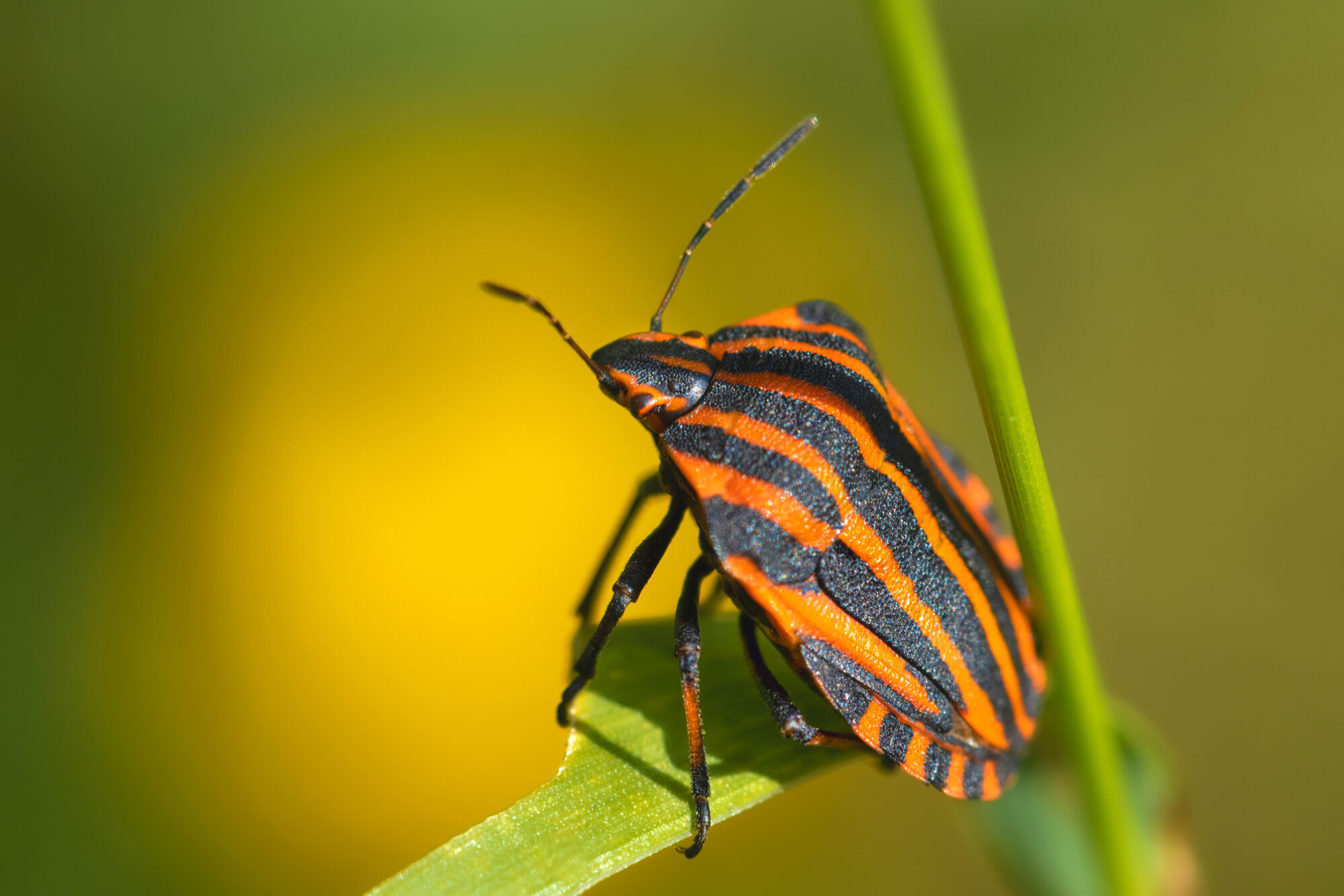 Valokuvaaja: Risto Lavi Valokuvaaja: Risto Lavi
