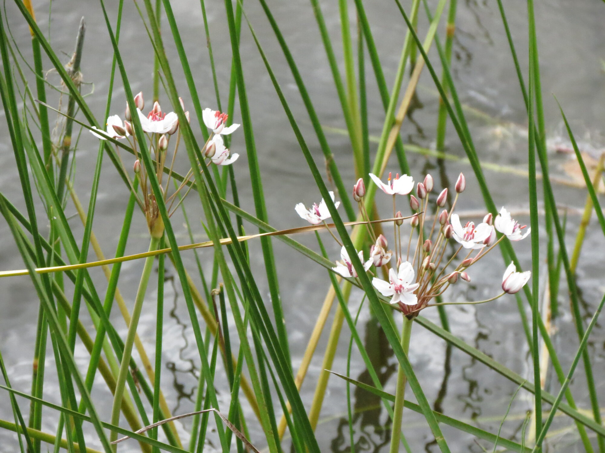 Valokuvaaja: Elina Vuorimaa-Laukkanen