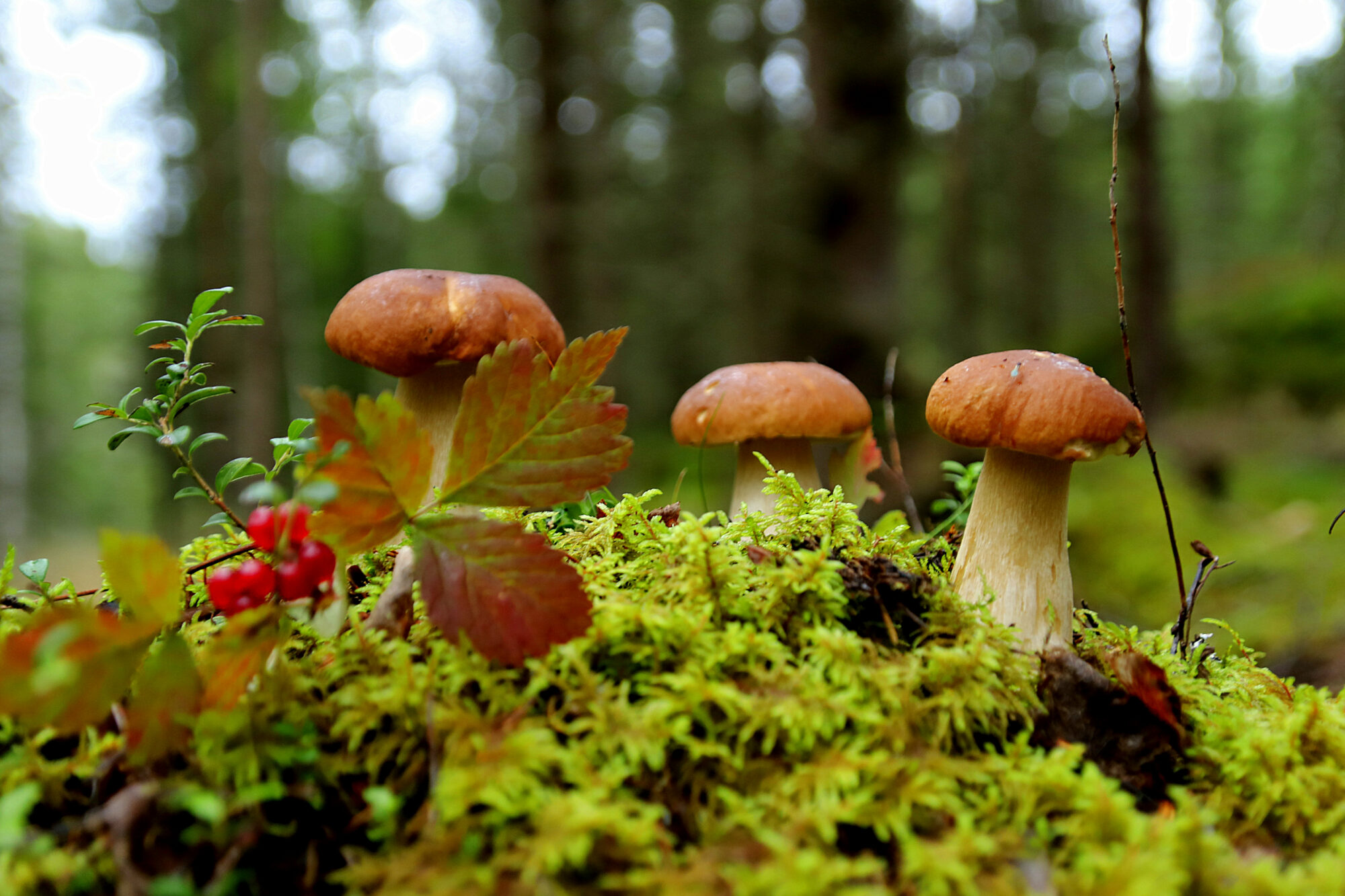 Valokuvaaja: sirpa jyske Valokuvaaja: sirpa jyske