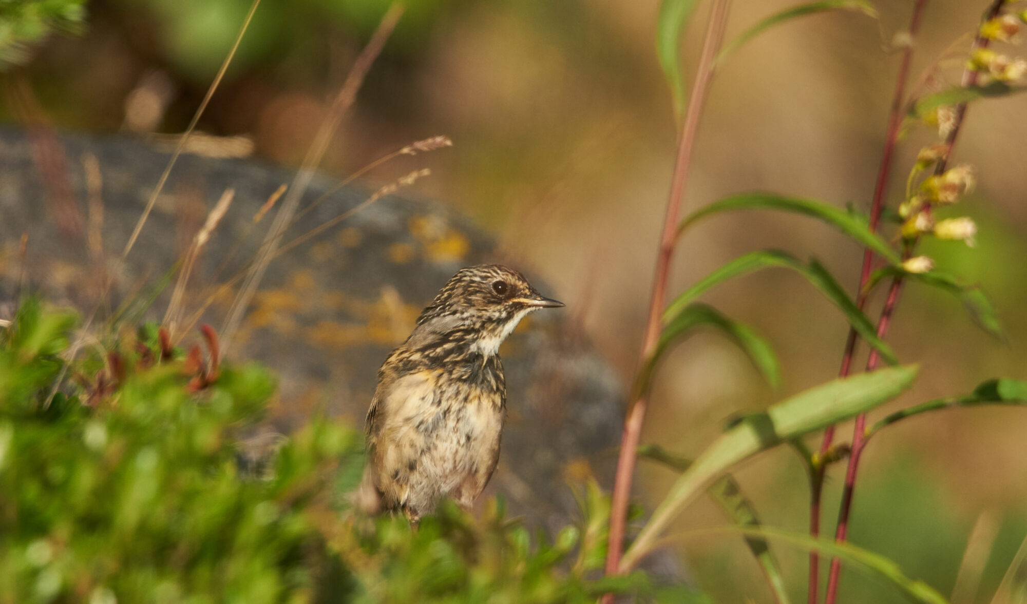 Valokuvaaja: Tarja Kouvo