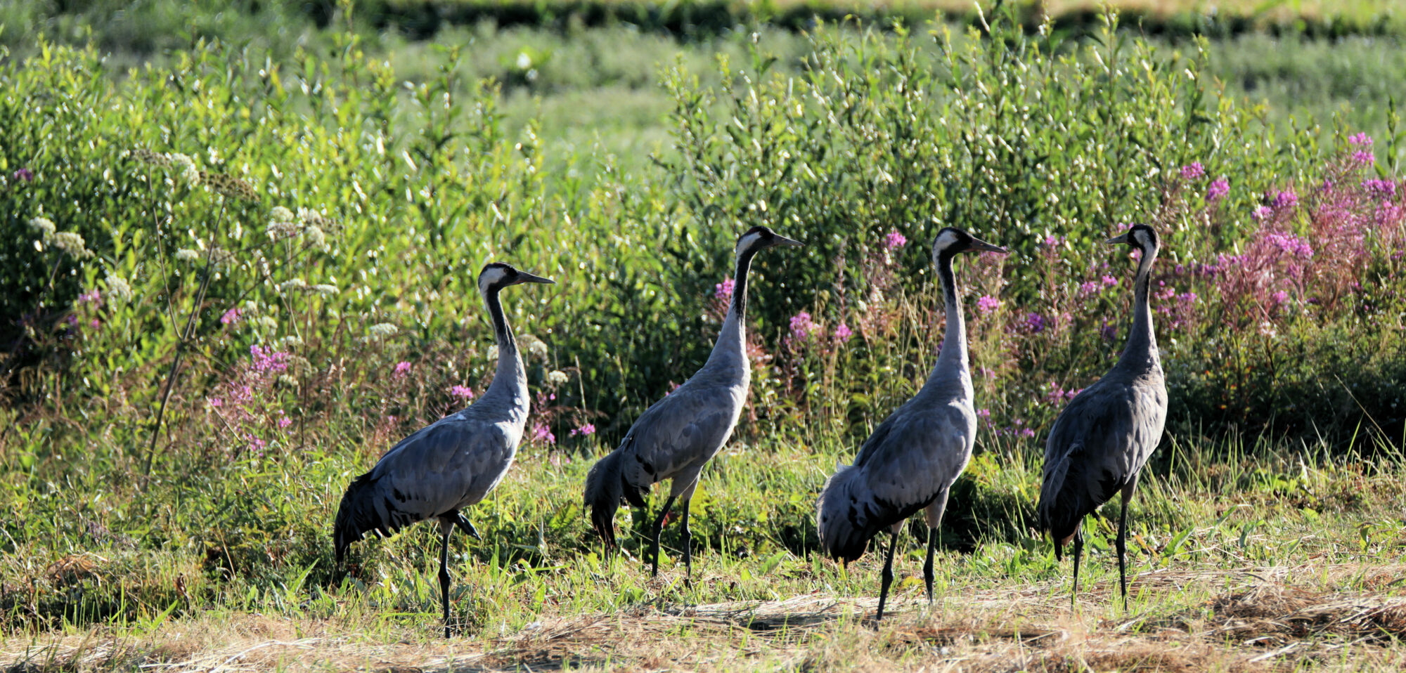 Valokuvaaja: Ahti Keränen
