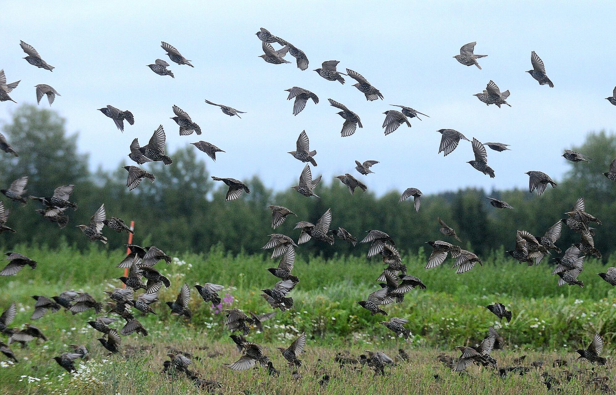 Valokuvaaja: eero Auvinen
