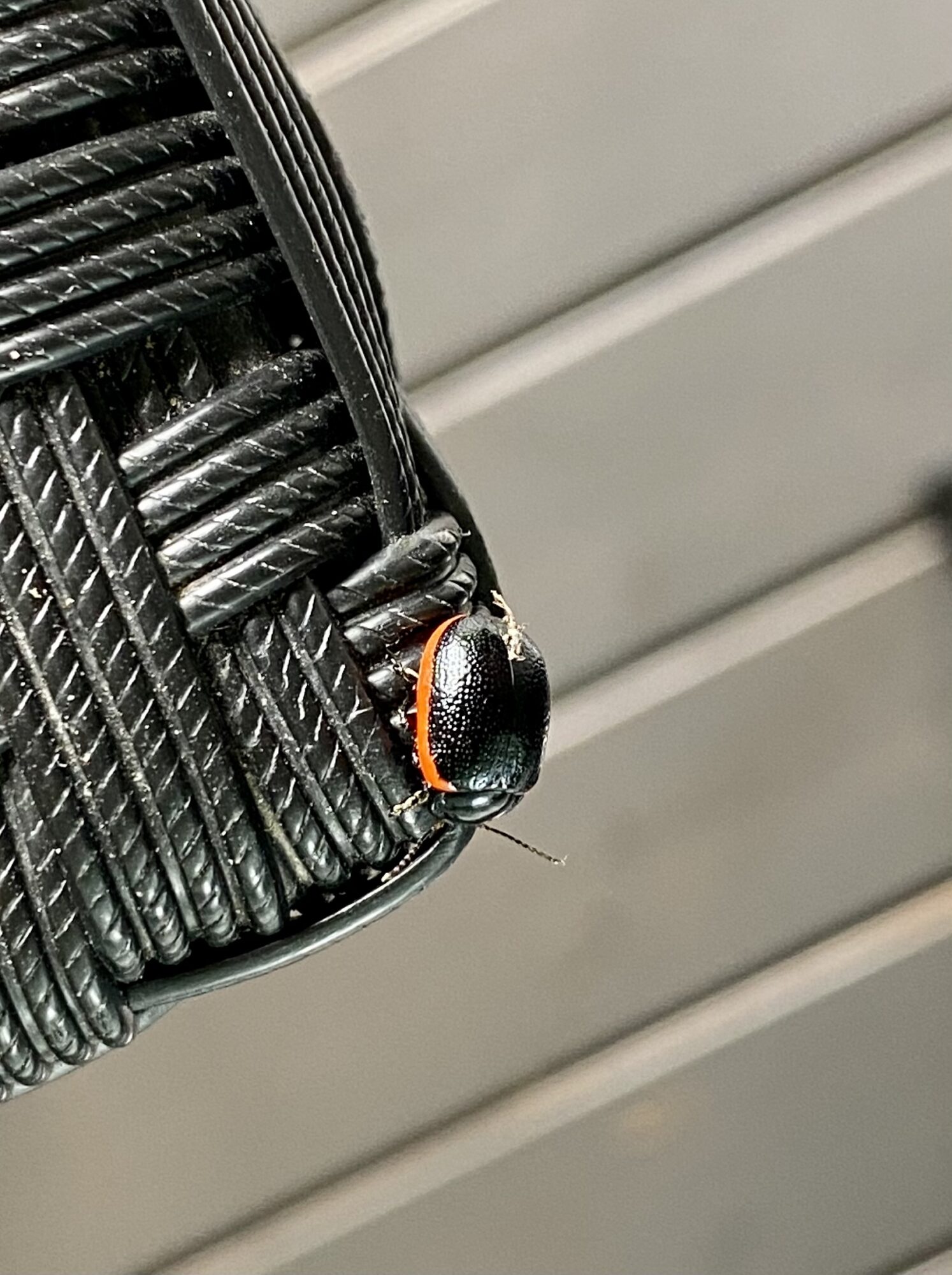 Valokuvaaja: Tiia Haak