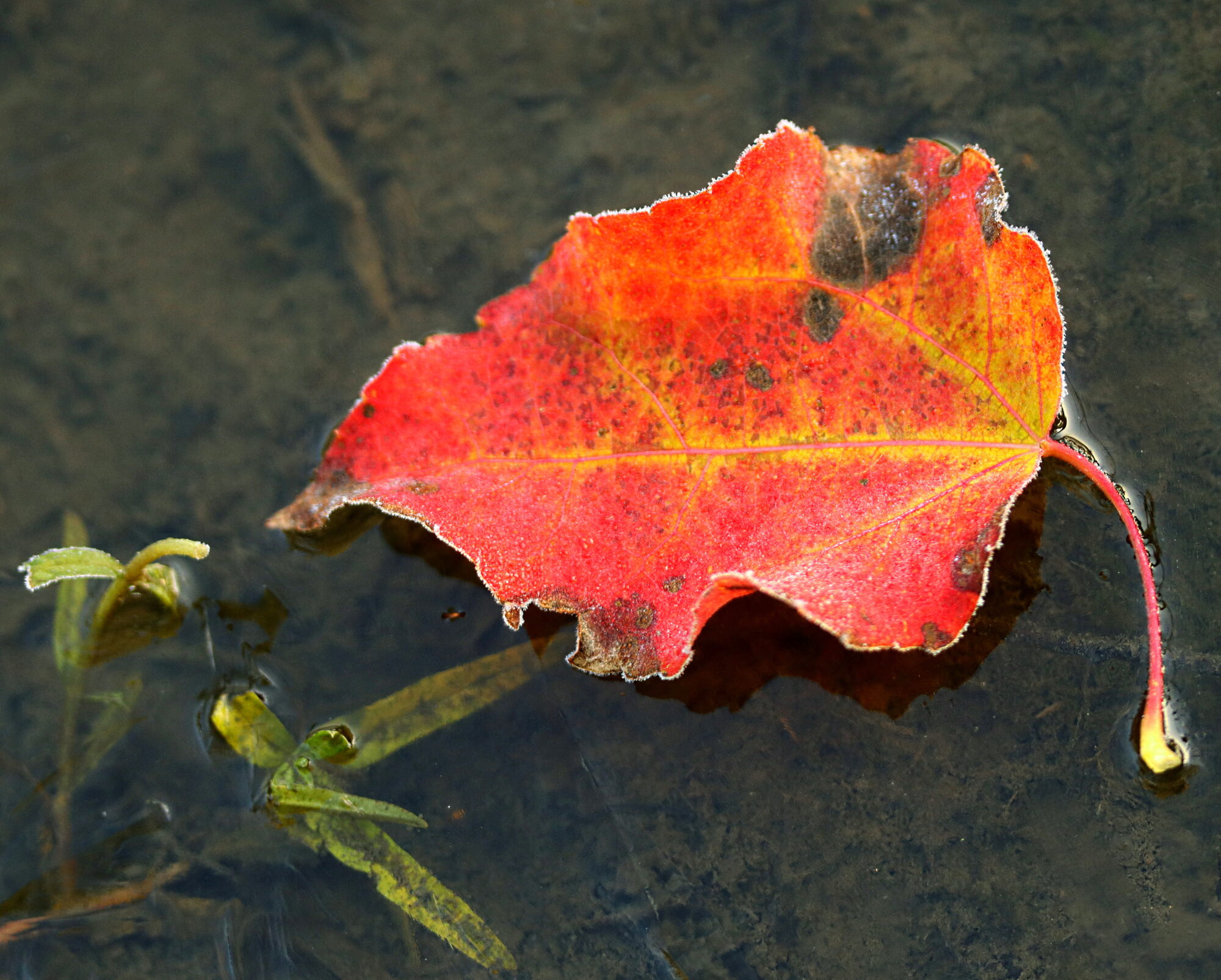 Valokuvaaja: Ritva Nieminen
