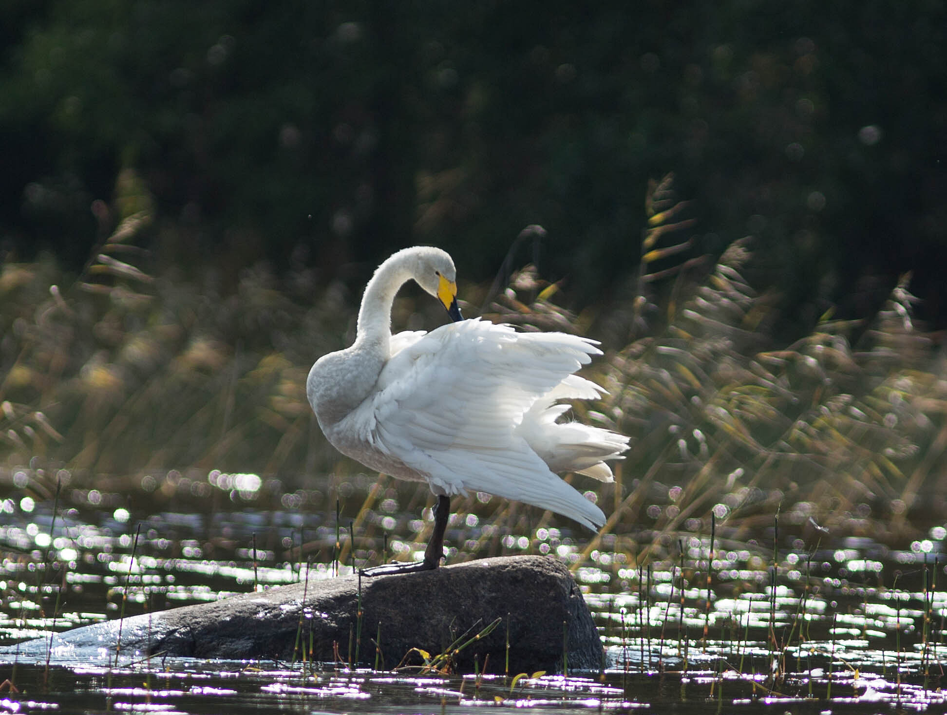 Valokuvaaja: Irma Kortekallio