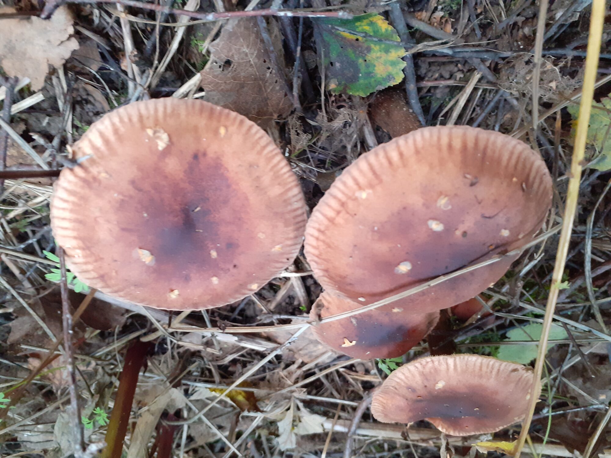 Valokuvaaja: Maarit Pietiläinen