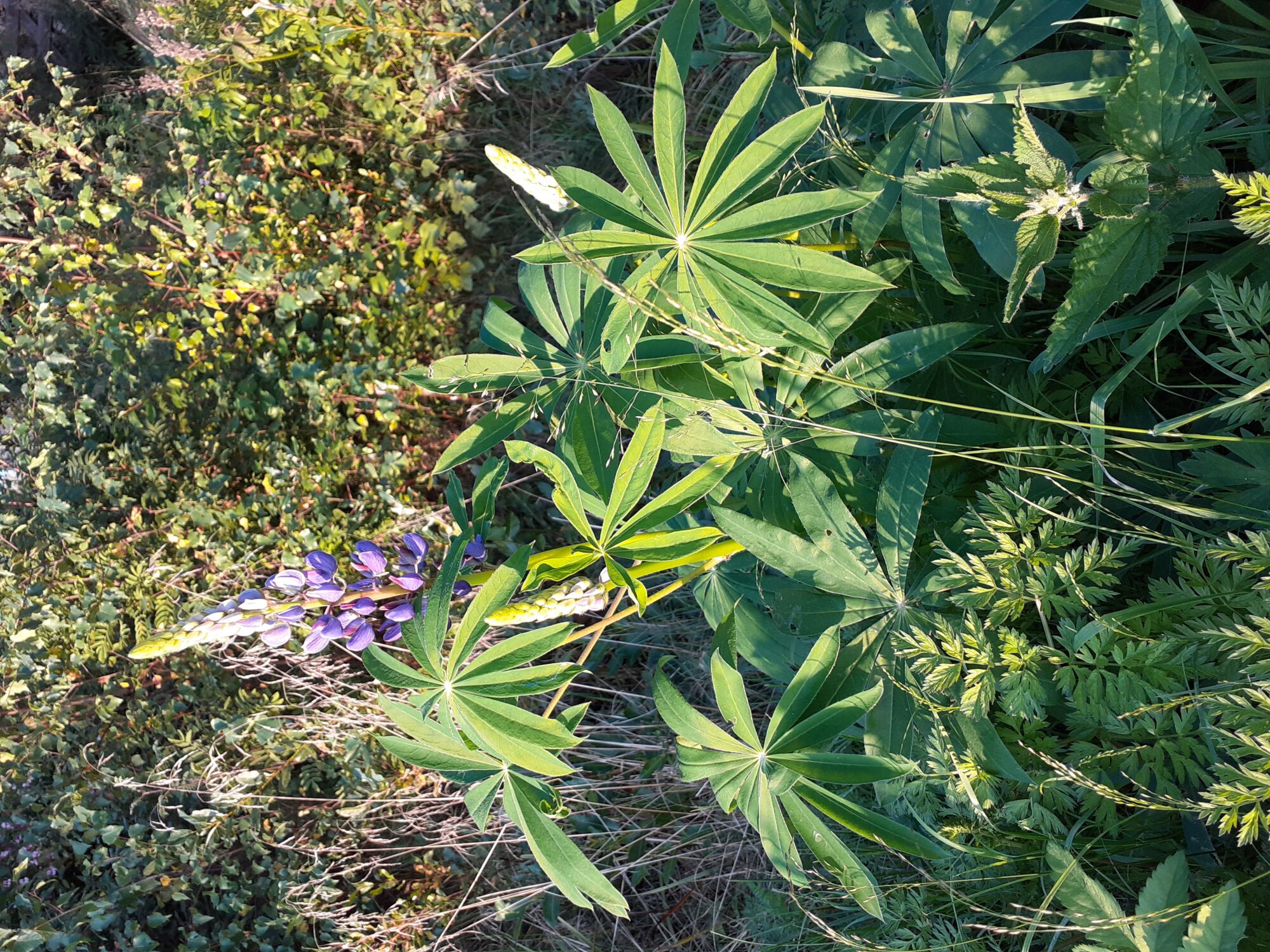 Valokuvaaja: Maarit Pietiläinen