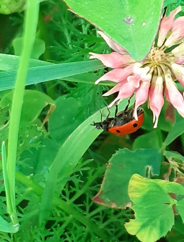 Valokuvaaja: Maarit Pietiläinen