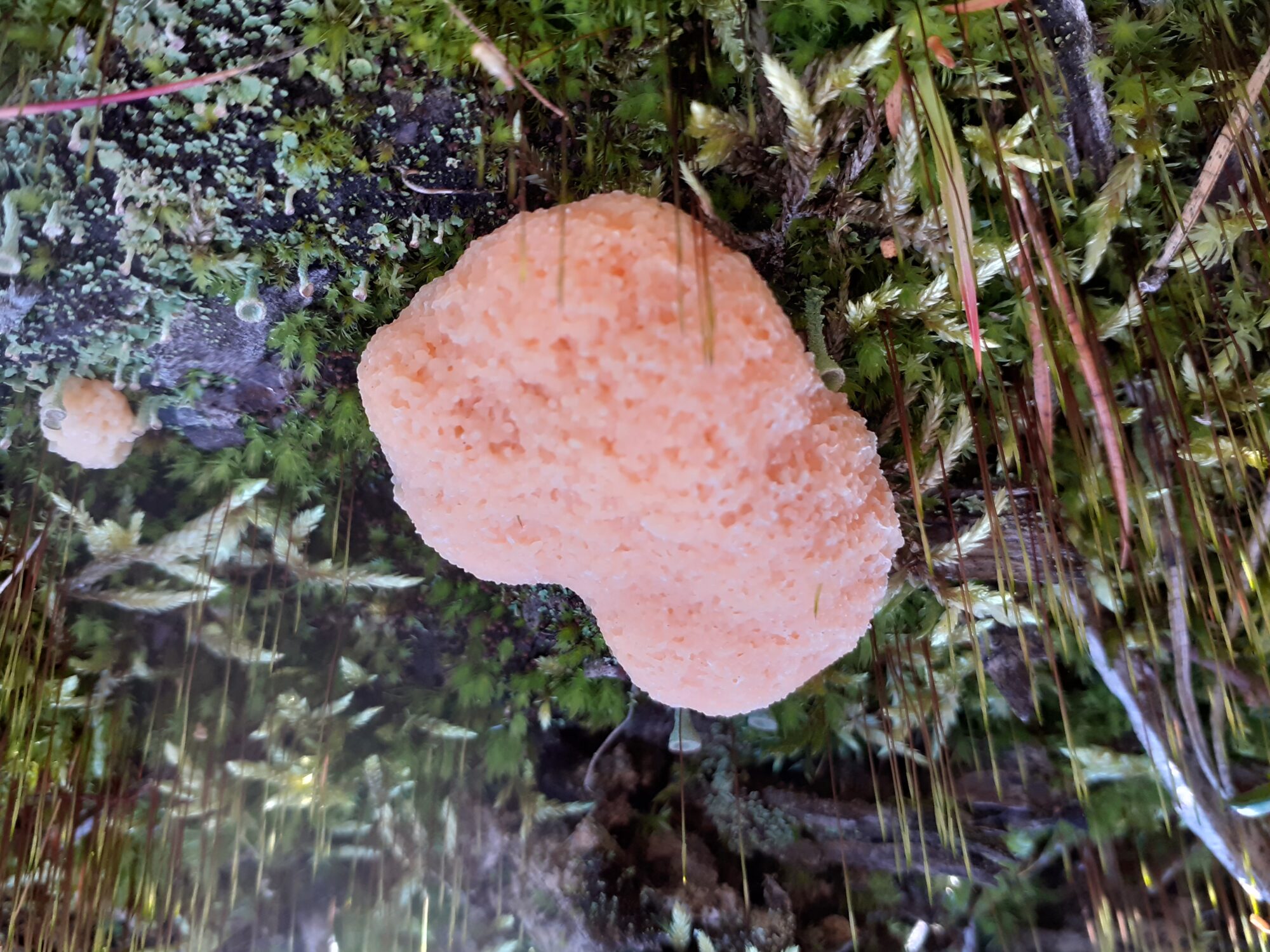 Valokuvaaja: Maarit Pietiläinen