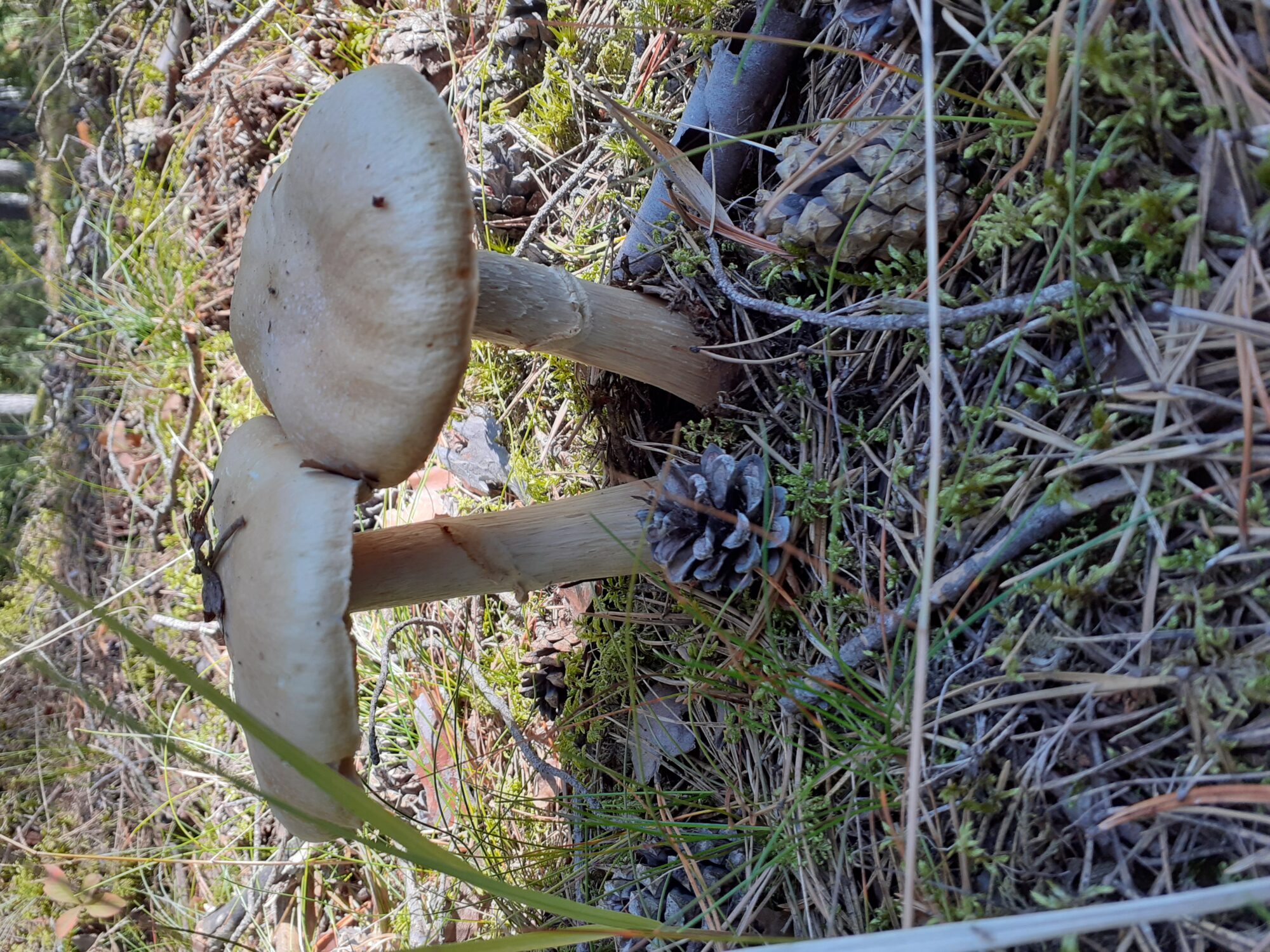 Valokuvaaja: Maarit Pietiläinen