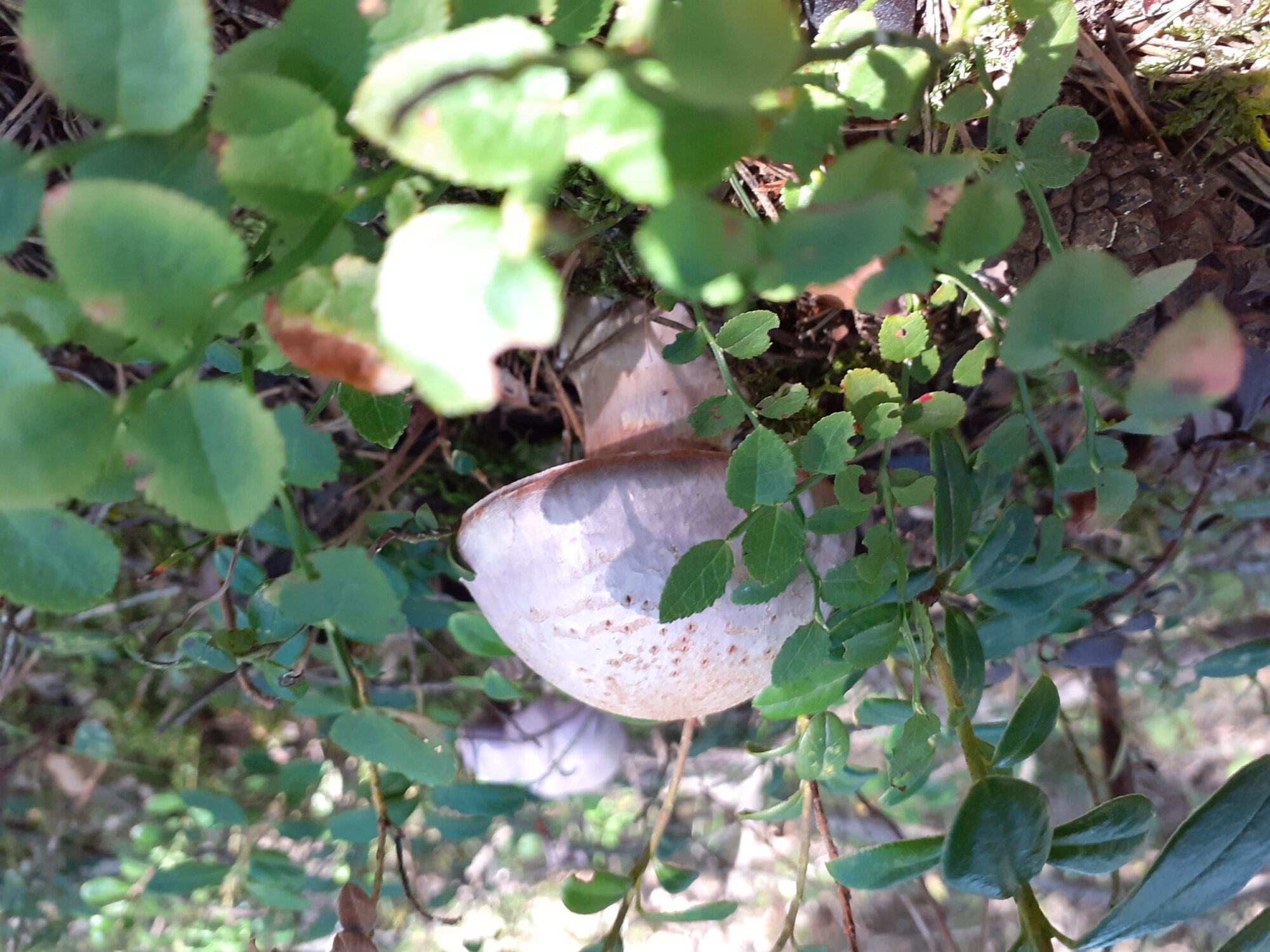 Valokuvaaja: Maarit Pietiläinen