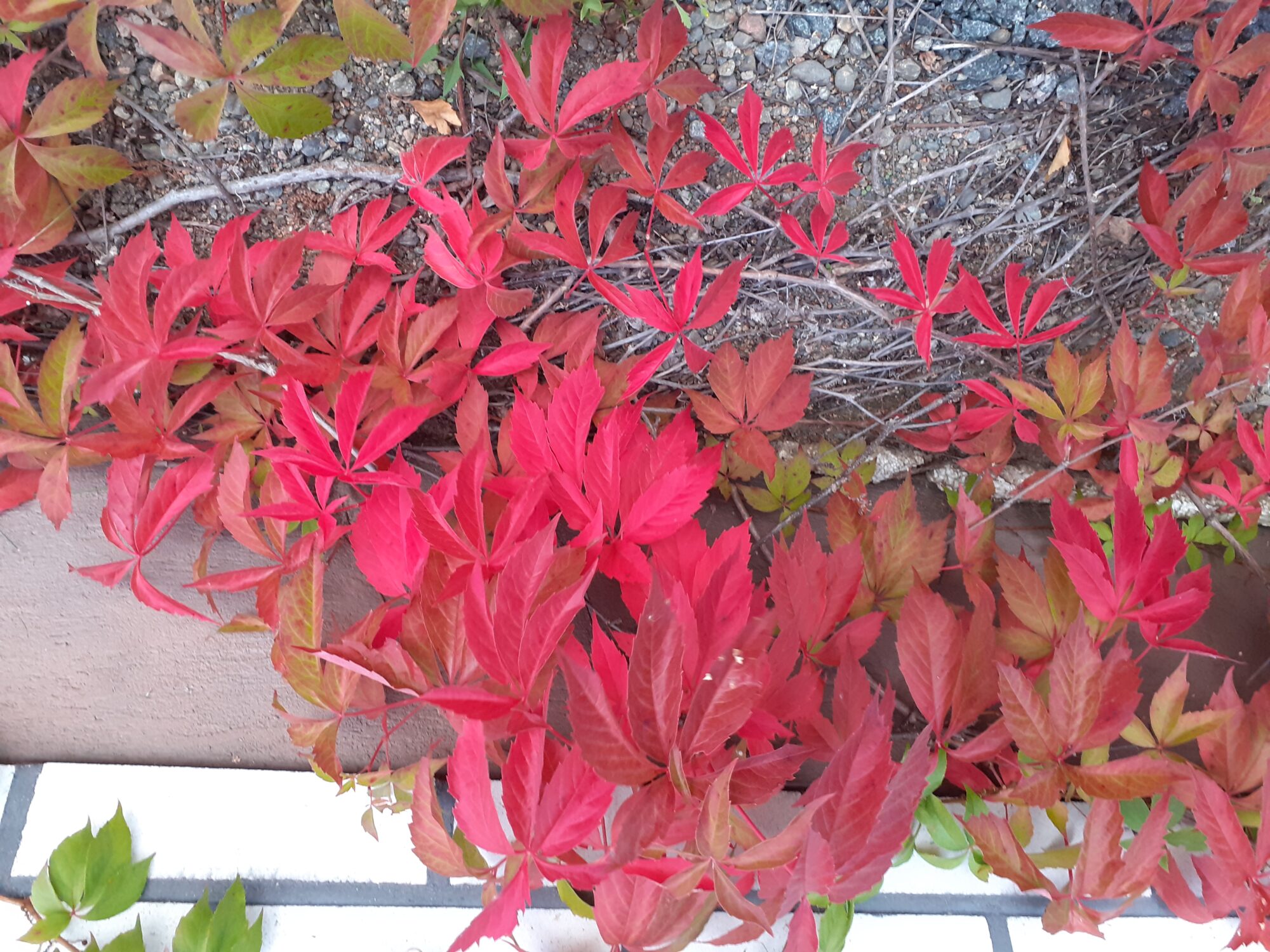 Valokuvaaja: Maarit Pietiläinen