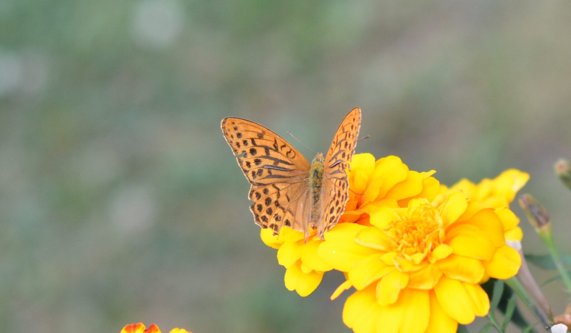 Valokuvaaja: Harry Yli-Uotila