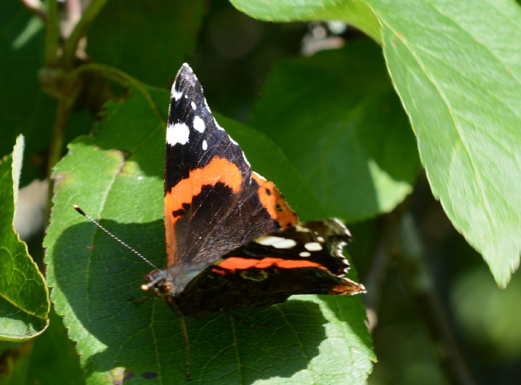 Valokuvaaja: Harry Yli-Uotila