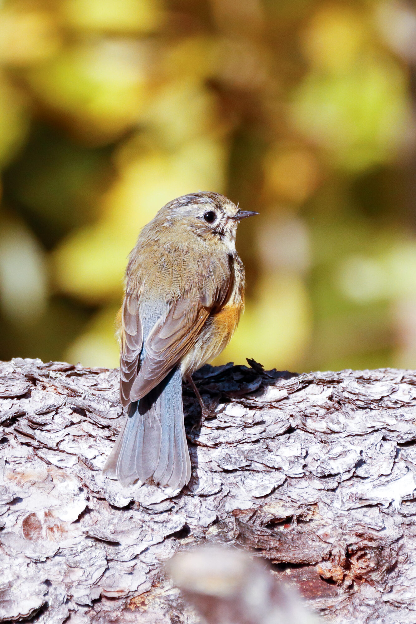 Valokuvaaja: Mari Saksola