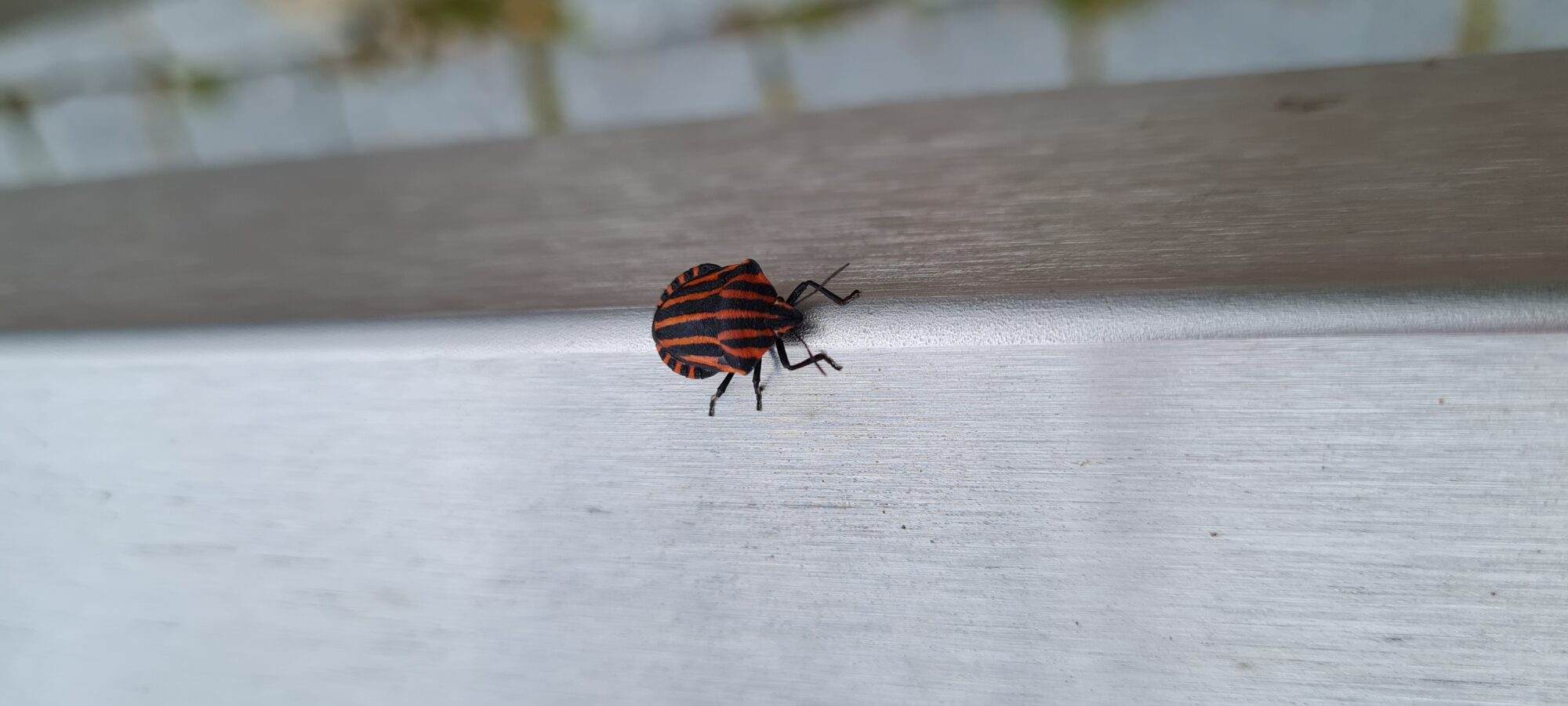 Valokuvaaja: Jouni Elomaa