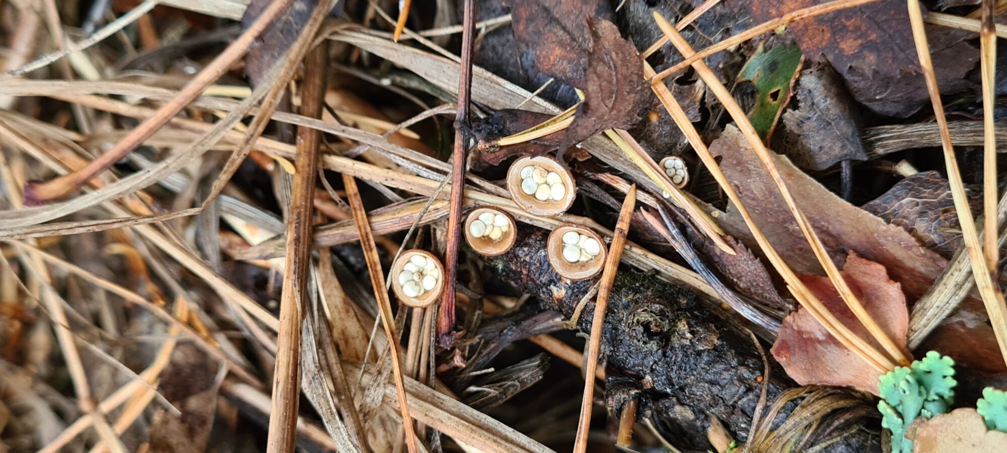 Valokuvaaja: Kaarina Walter