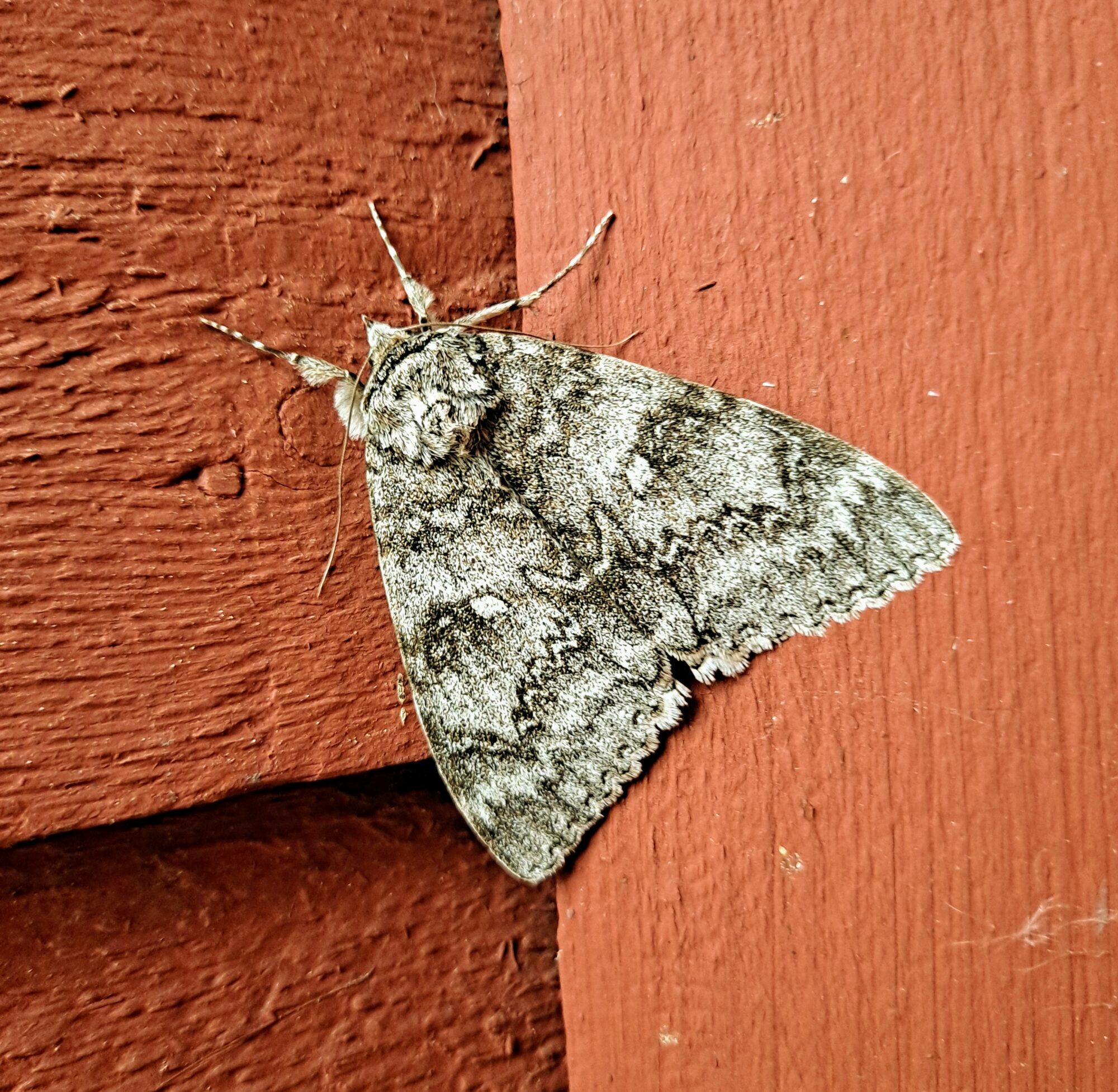 Valokuvaaja: Kati Ahonen