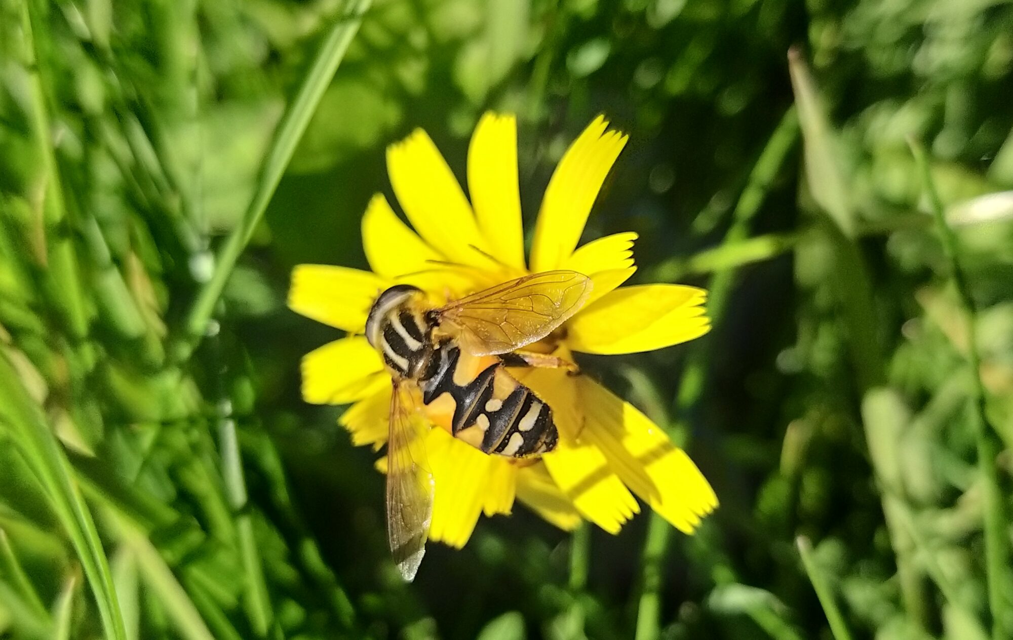 Valokuvaaja: Terttu Honkaranta