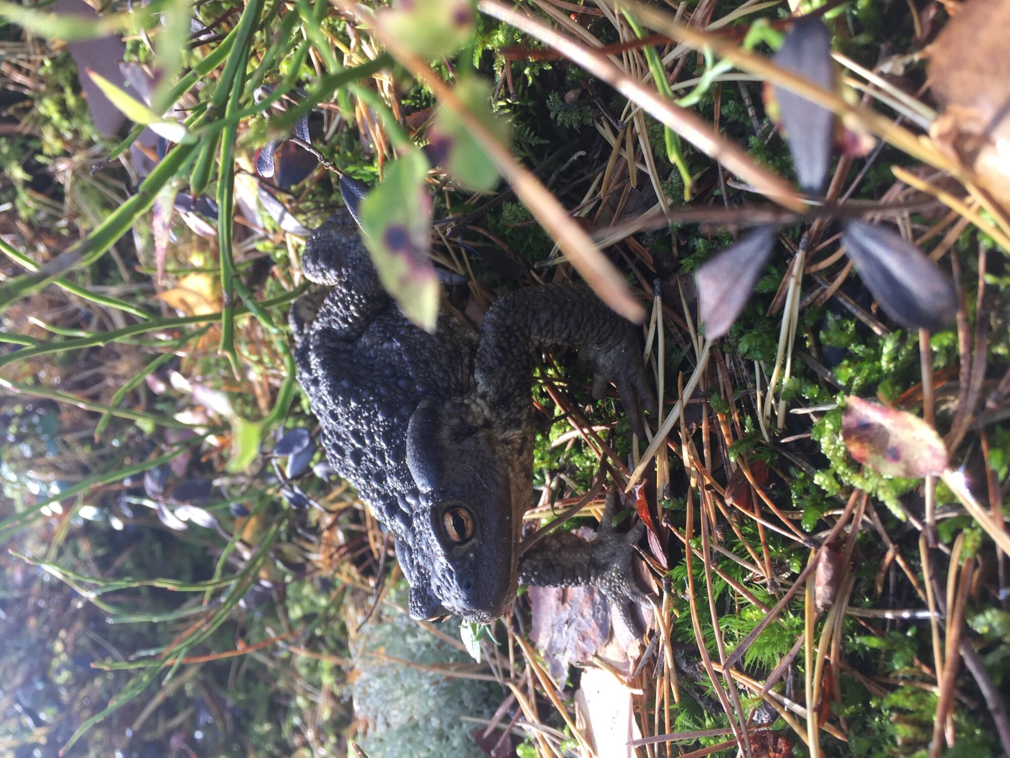 Valokuvaaja: Christiana Aro-Harle