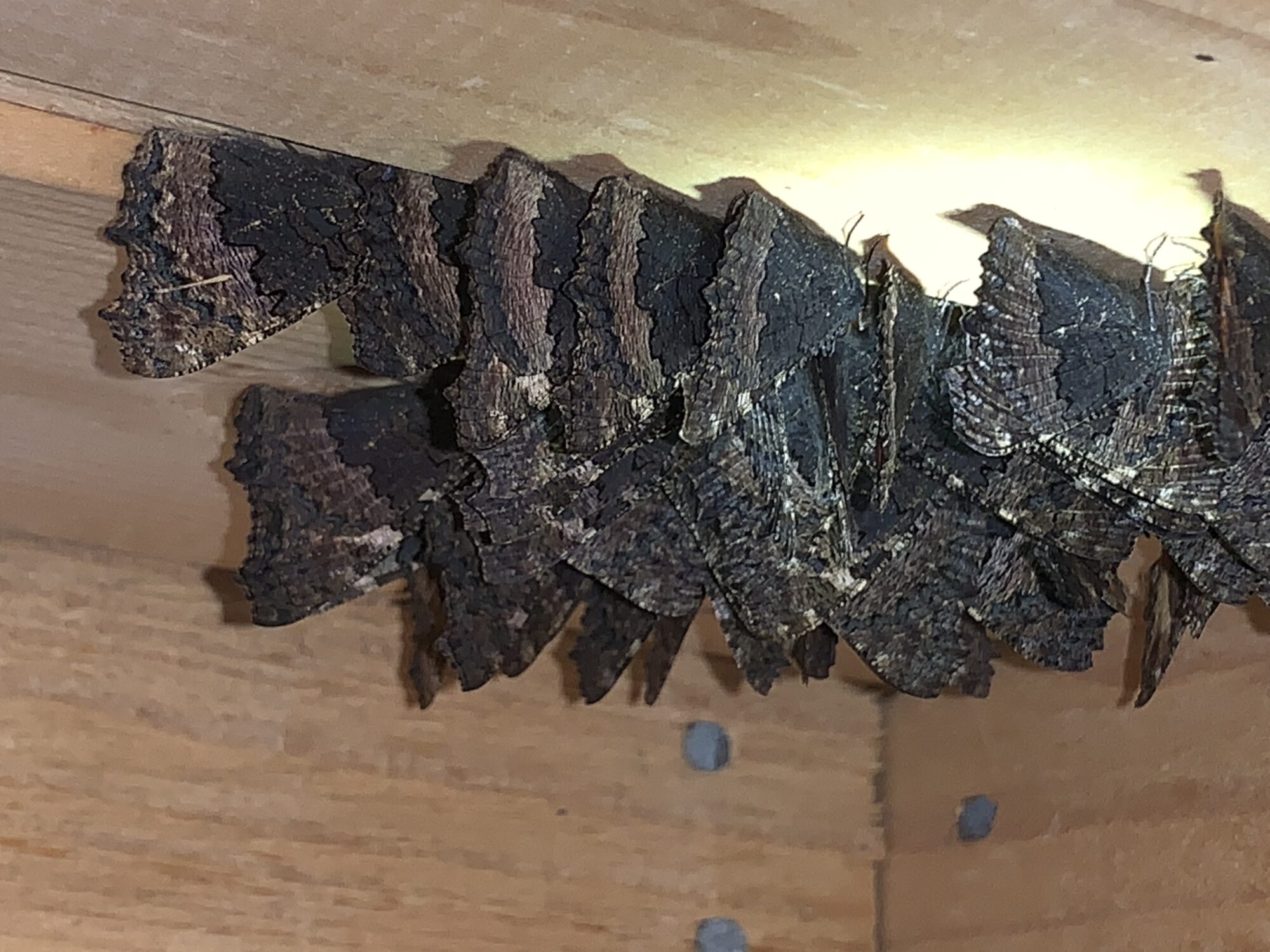 Valokuvaaja: Sami Teittinen