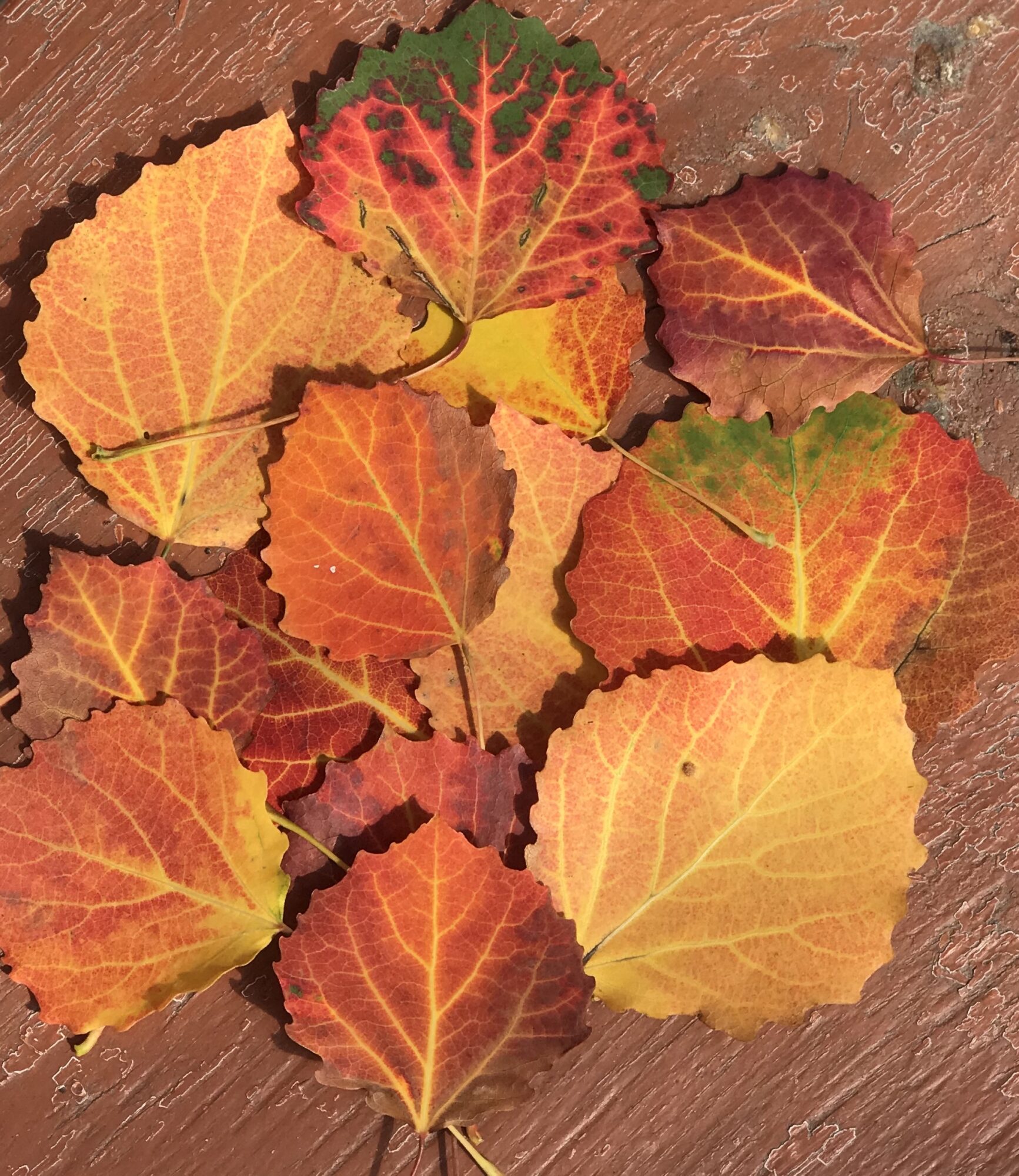 Valokuvaaja: Raija Nykänen-Macri