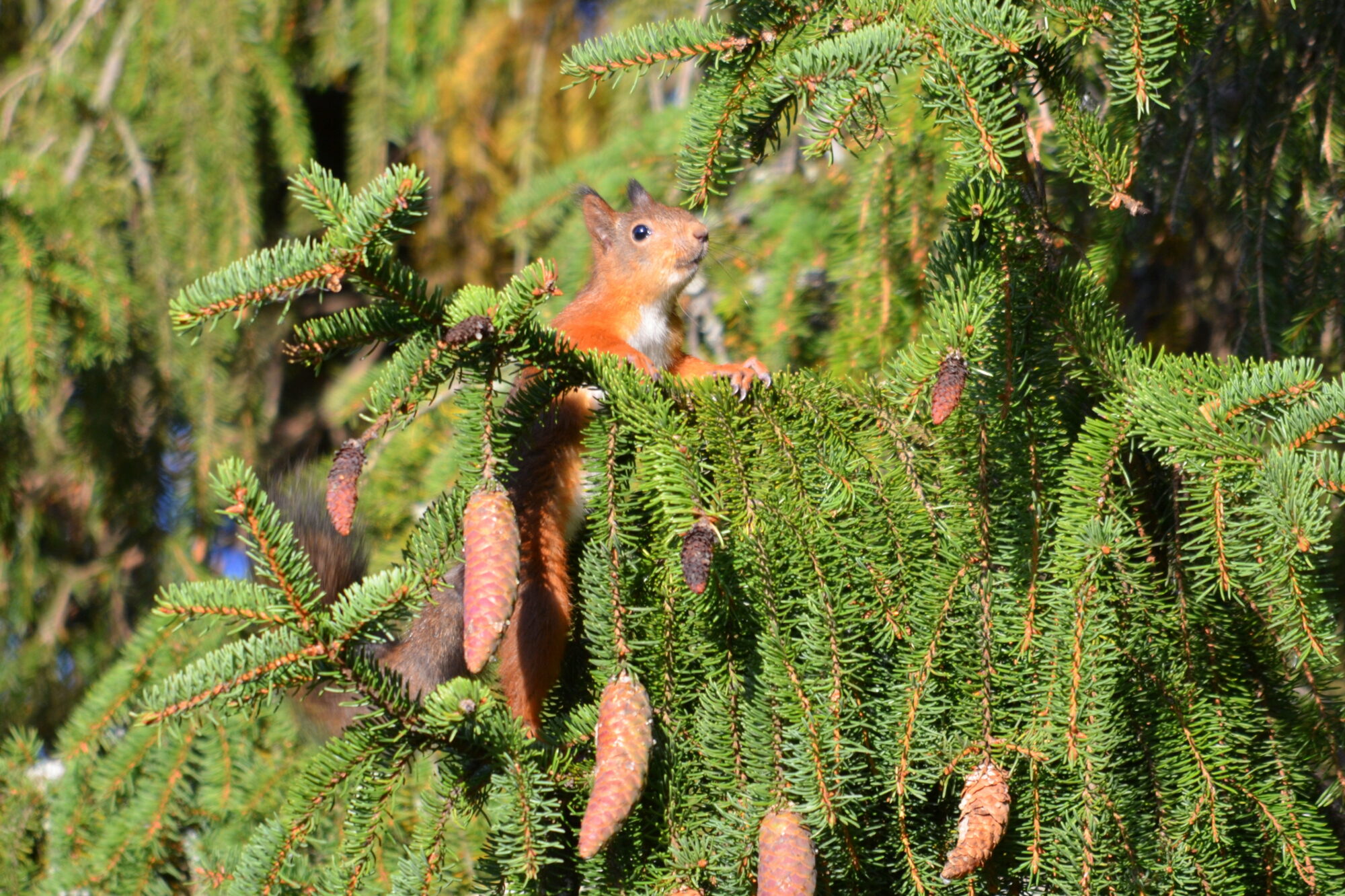 Valokuvaaja: Kaarlo Asikainen