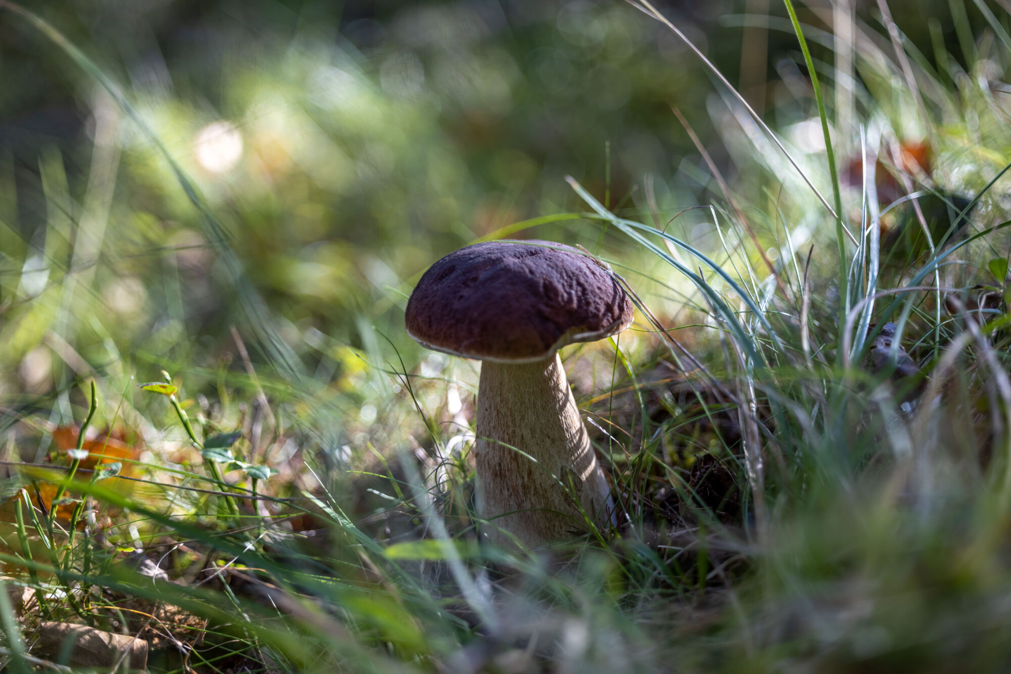 Valokuvaaja: Anne Patana