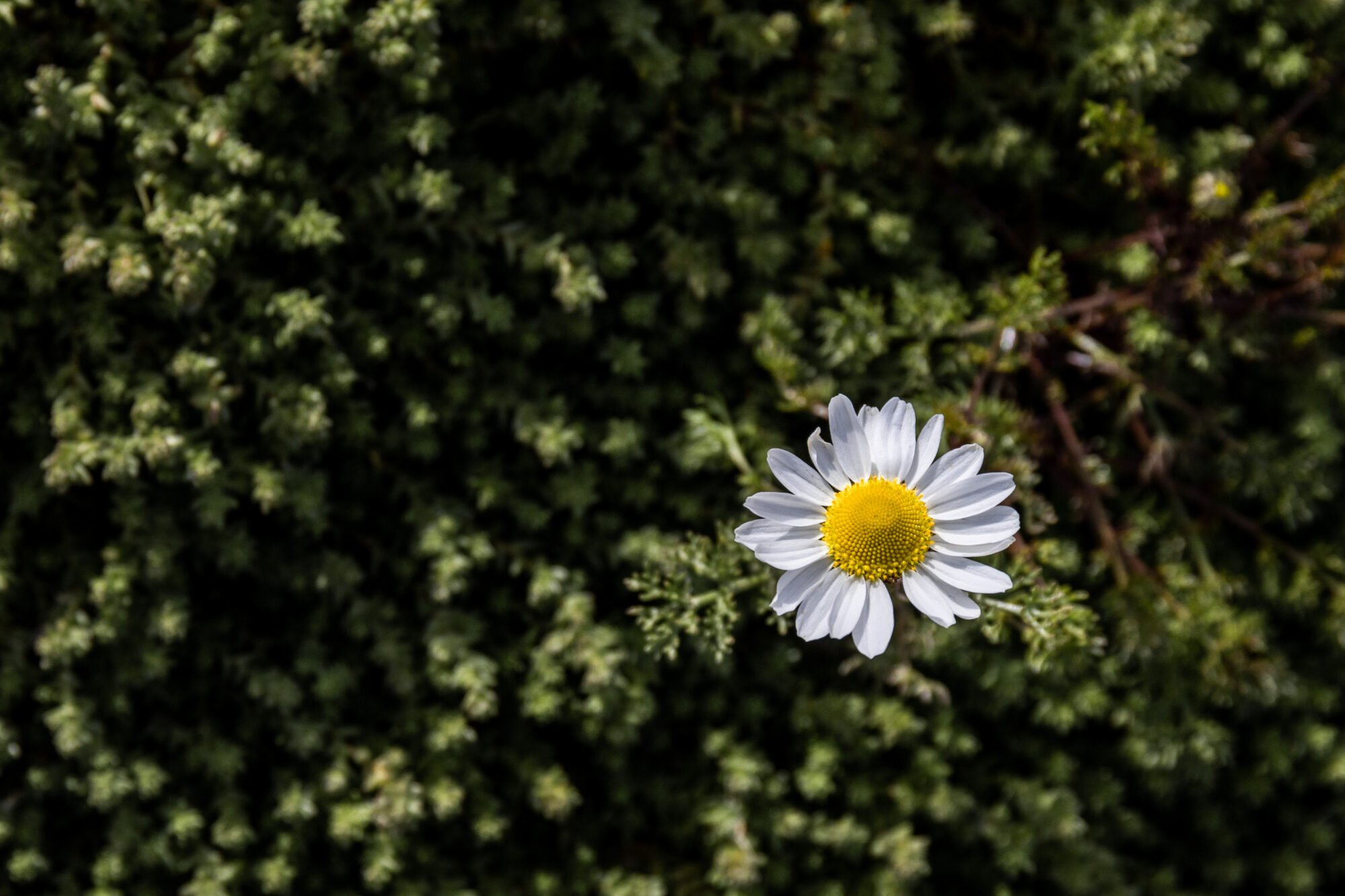 Valokuvaaja: Anne Patana