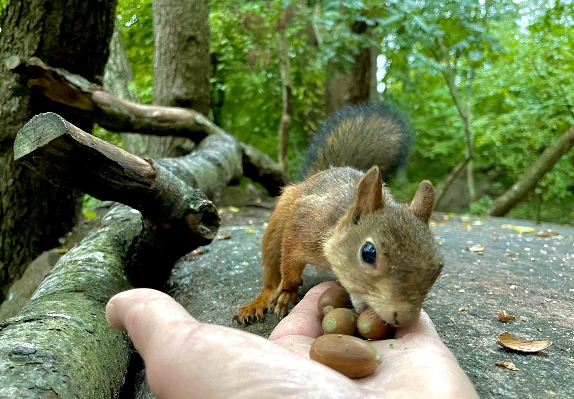 Valokuvaaja: juhani Peltonen