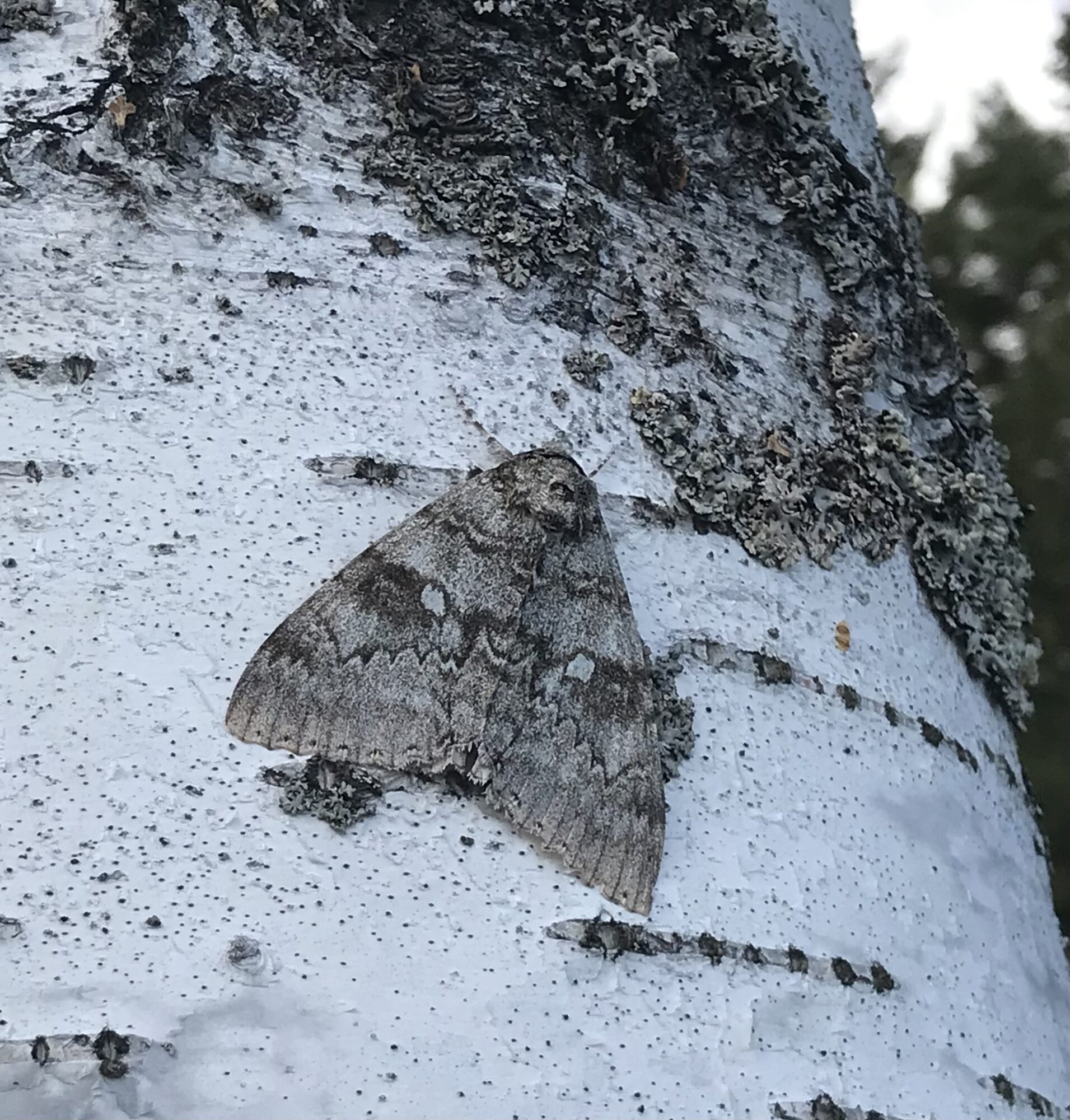 Valokuvaaja: Tero Korhonen