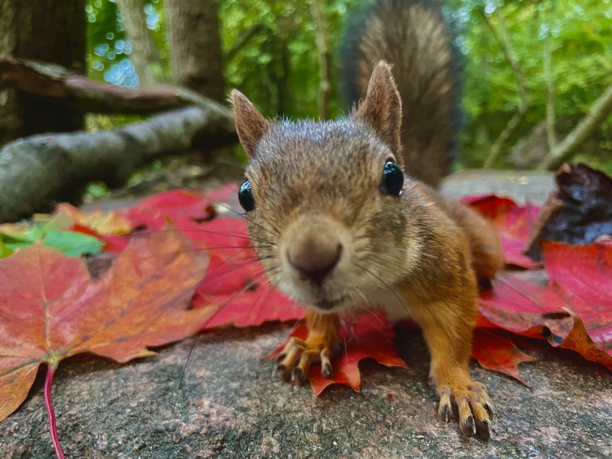 Valokuvaaja: Juhani Peltonen