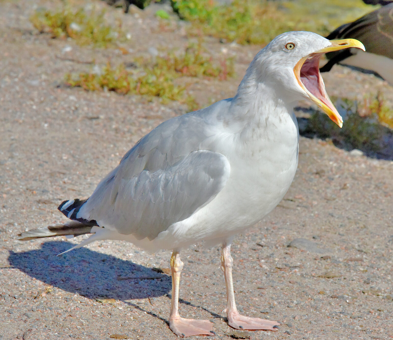 Valokuvaaja: Reijo Juurinen