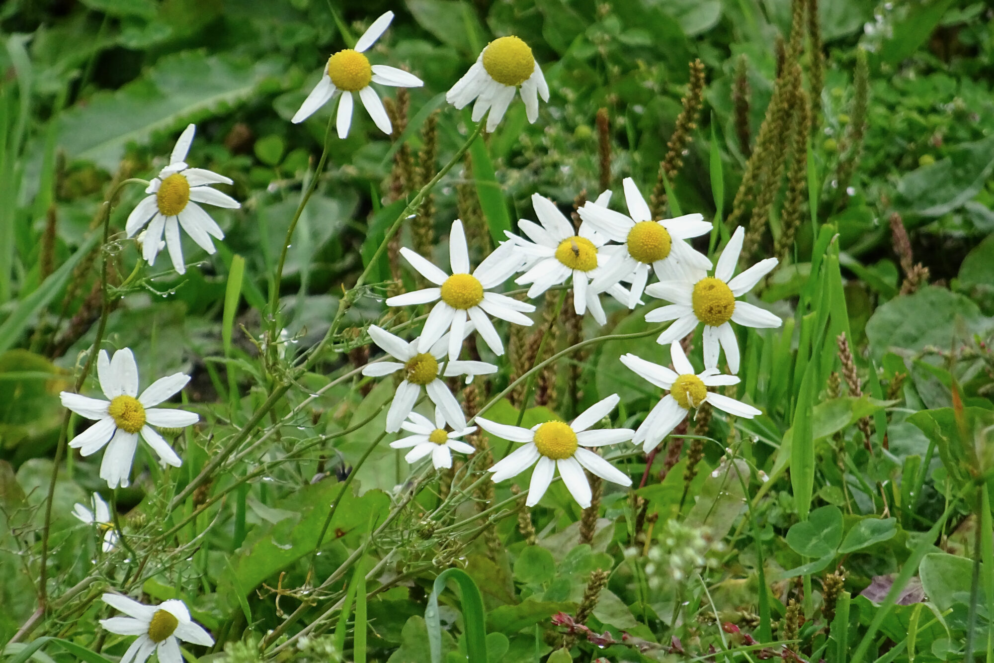 Valokuvaaja: Liisa Niiva-Korpela