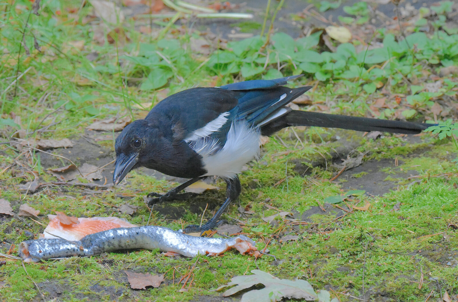 Valokuvaaja: Reijo Juurinen