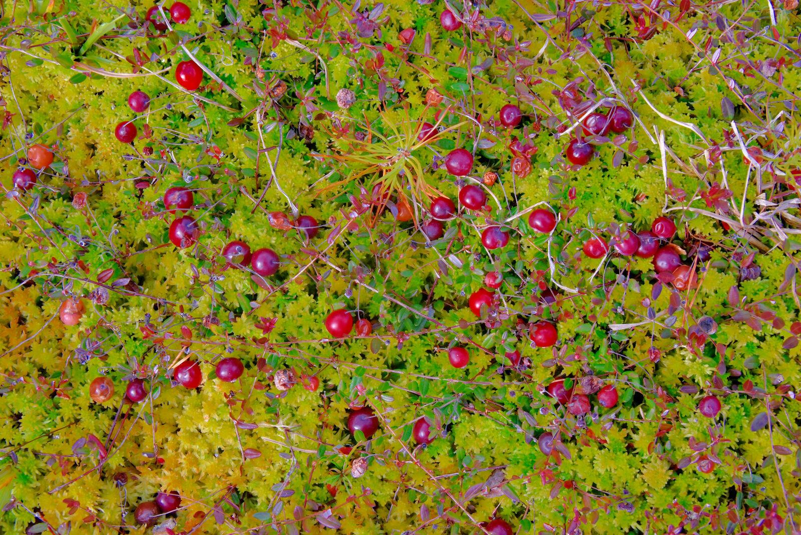 Valokuvaaja: Reijo Juurinen