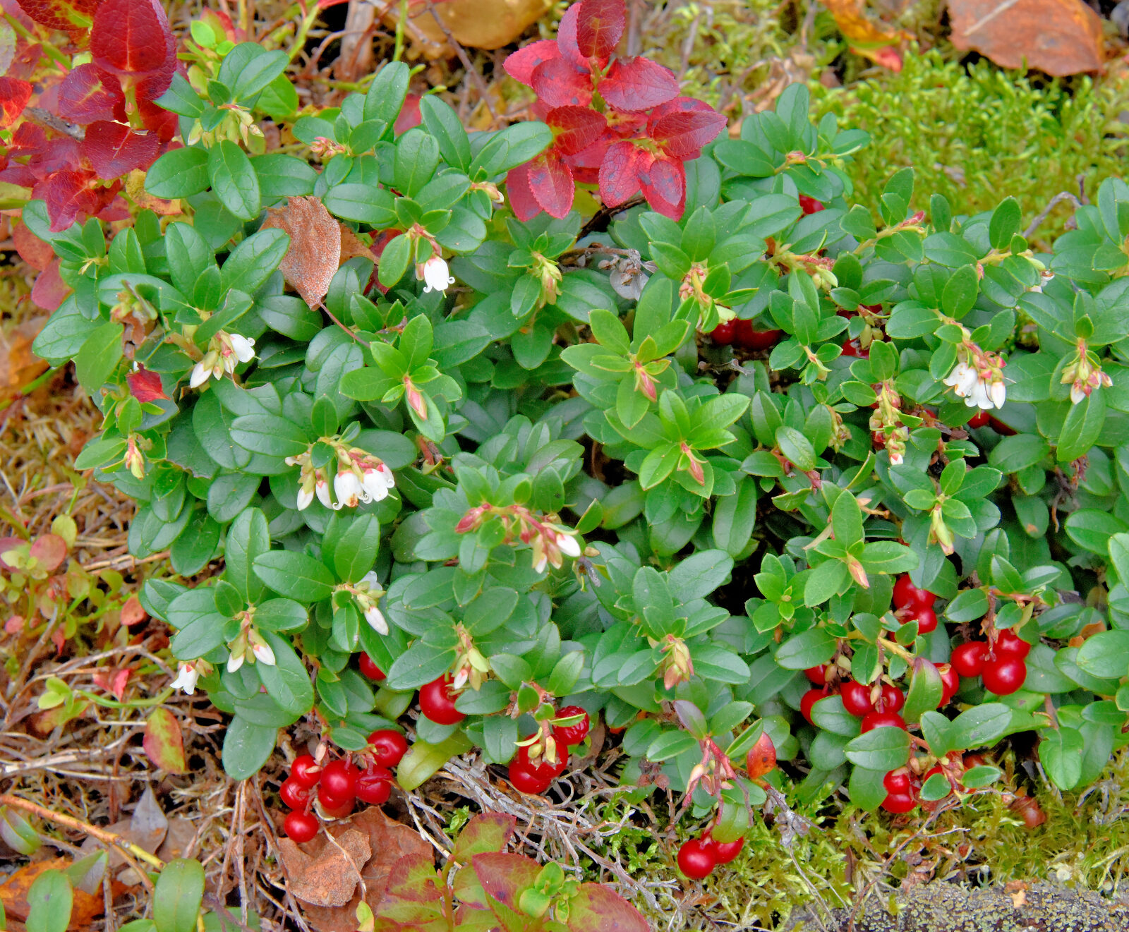 Valokuvaaja: Reijo Juurinen