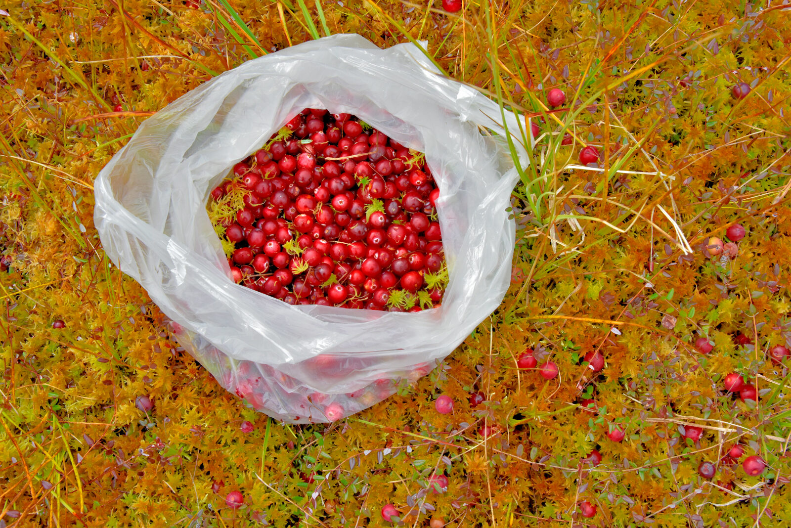 Valokuvaaja: Reijo Juurinen