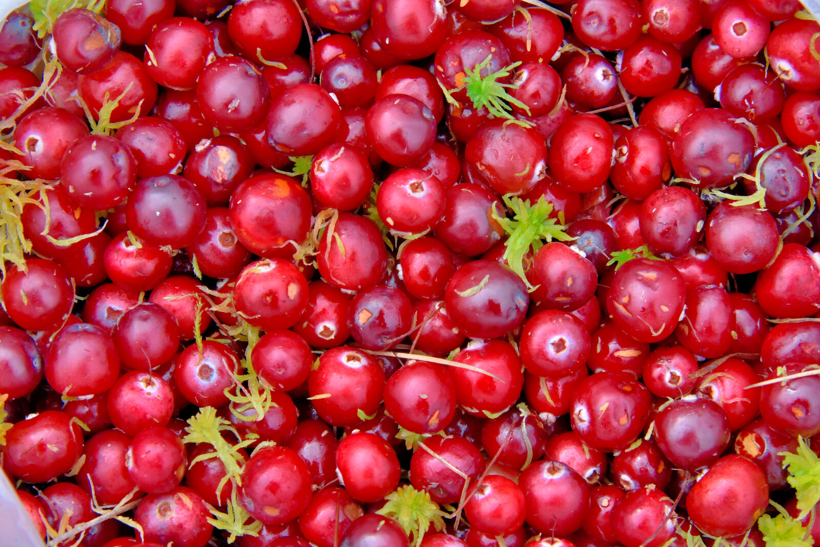 Valokuvaaja: Reijo Juurinen