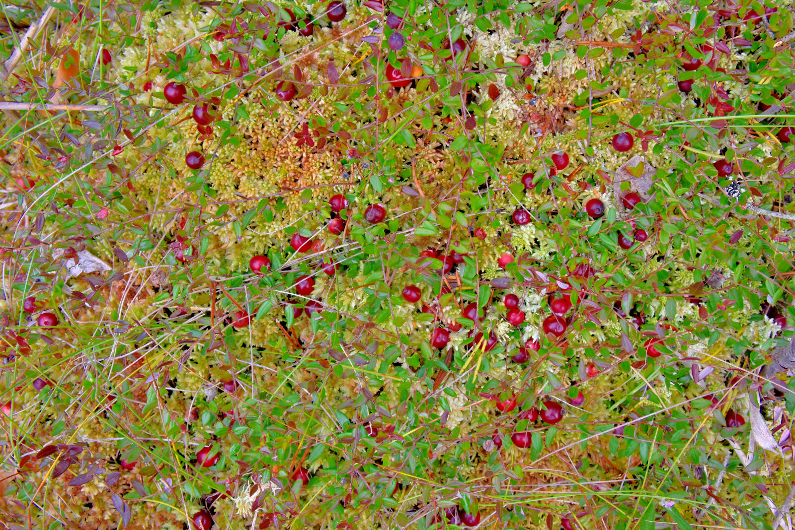 Valokuvaaja: Reijo Juurinen