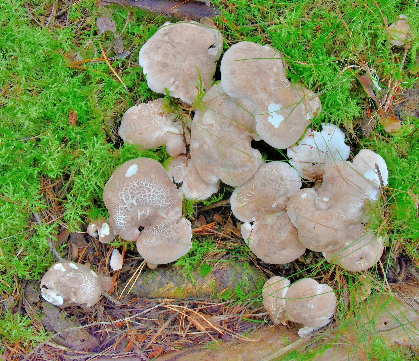 Valokuvaaja: Reijo Juurinen