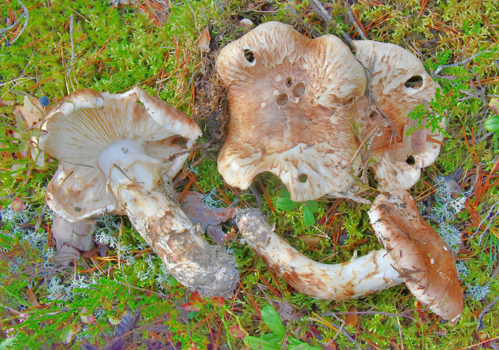 Valokuvaaja: Reijo Juurinen